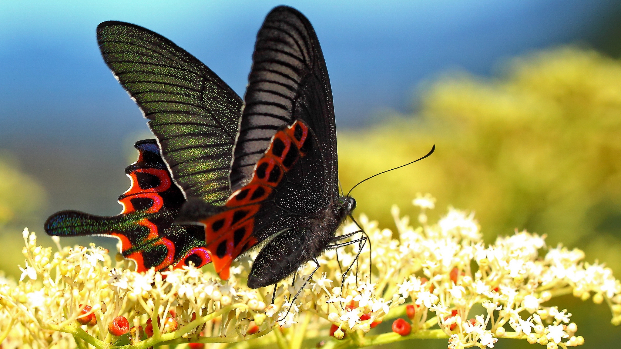 Free download wallpaper Flower, Butterfly, Animal on your PC desktop