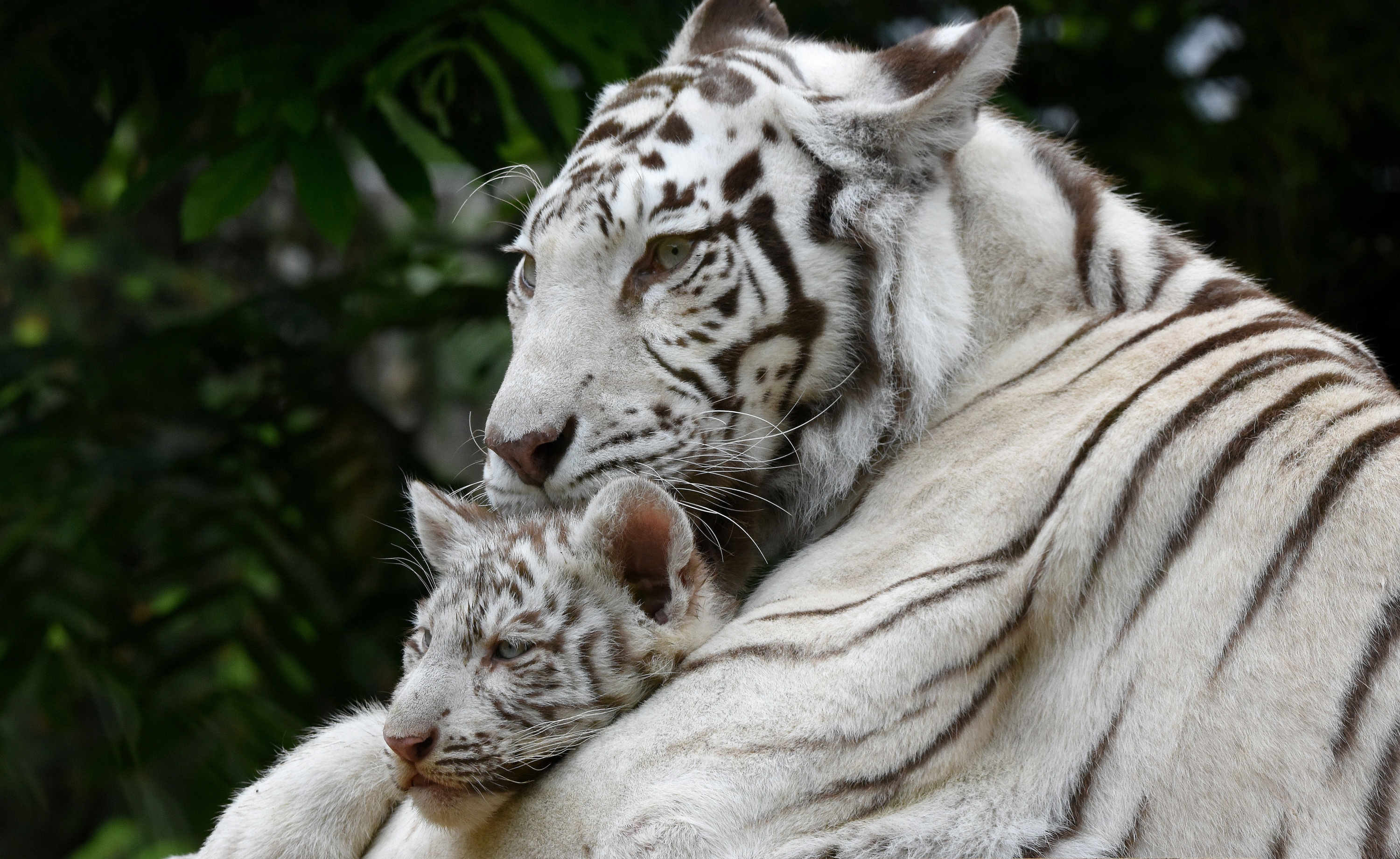 Téléchargez des papiers peints mobile Animaux, Chats, Tigre Blanc, Lionceau, Bébé Animal gratuitement.