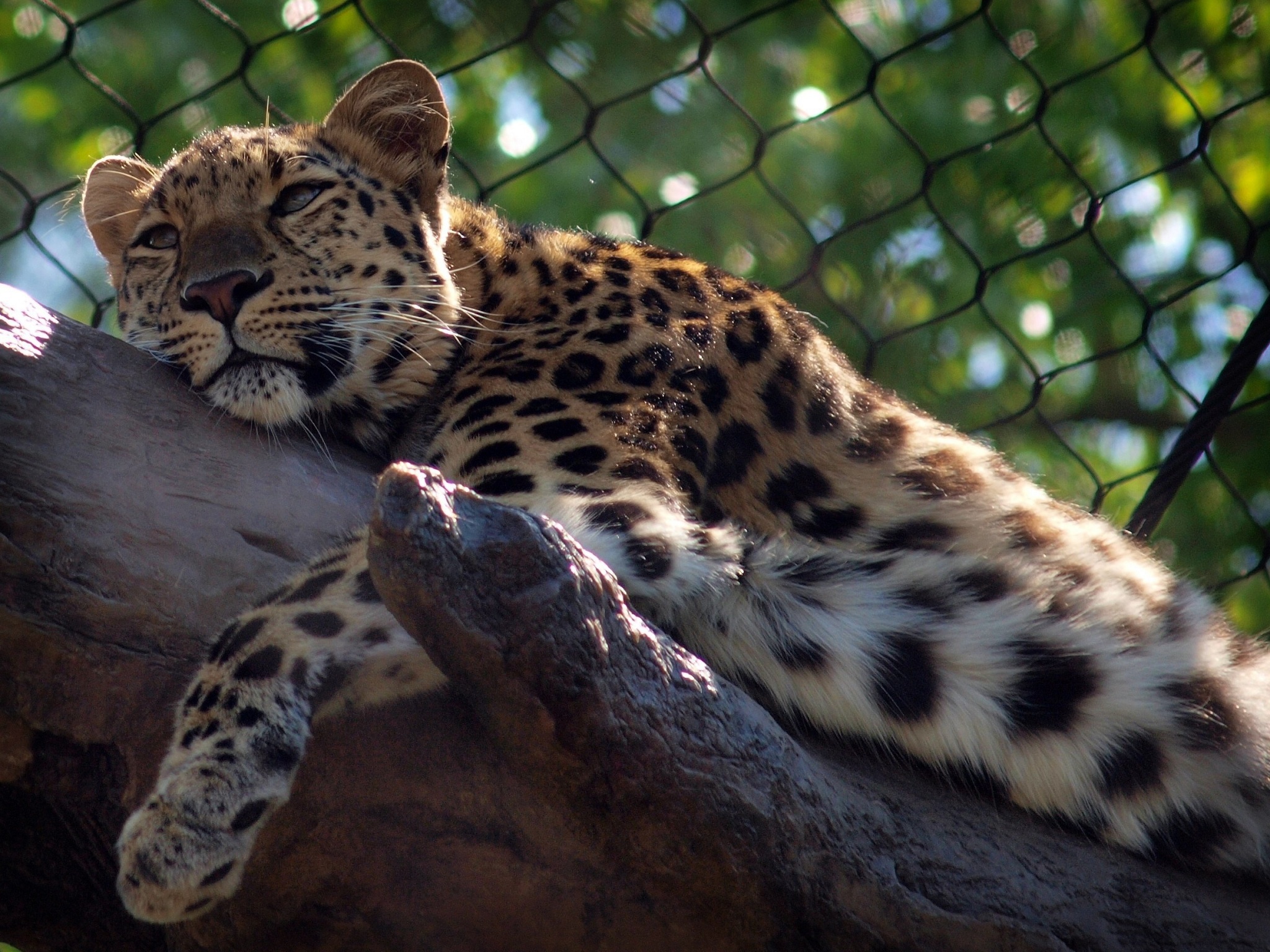 Baixar papel de parede para celular de Leopardo, Gatos, Animais gratuito.