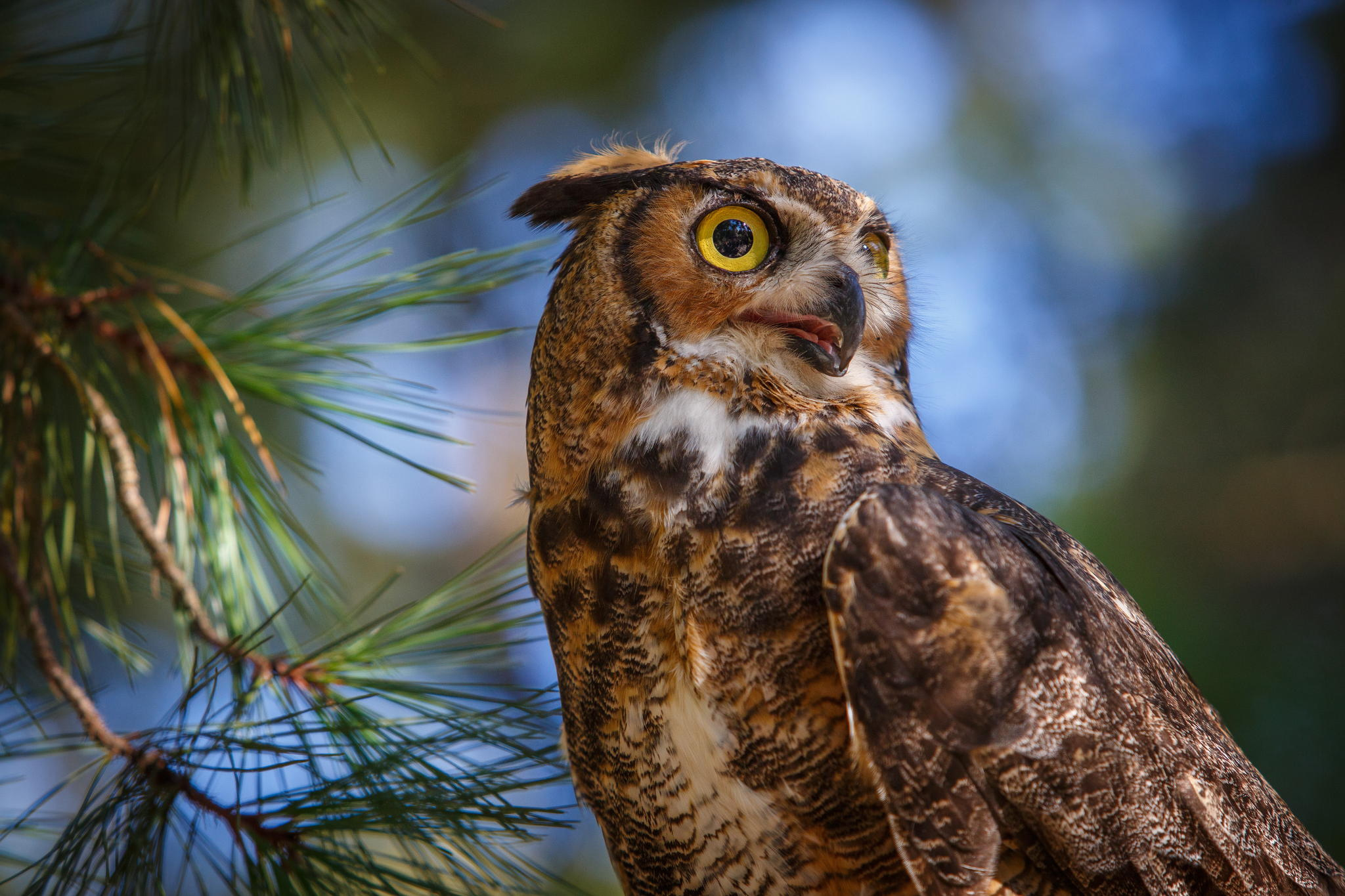 Baixe gratuitamente a imagem Animais, Aves, Coruja, Pássaro na área de trabalho do seu PC