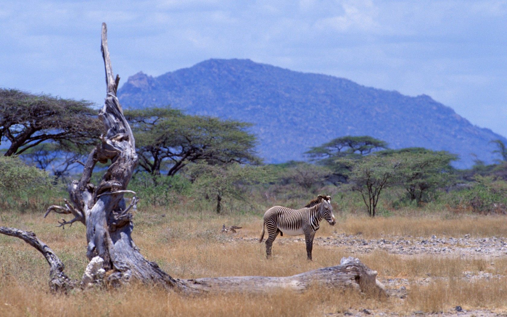 98343 télécharger l'image afrique, animaux, savanna, zèbres, montagne, bois, arbre - fonds d'écran et économiseurs d'écran gratuits