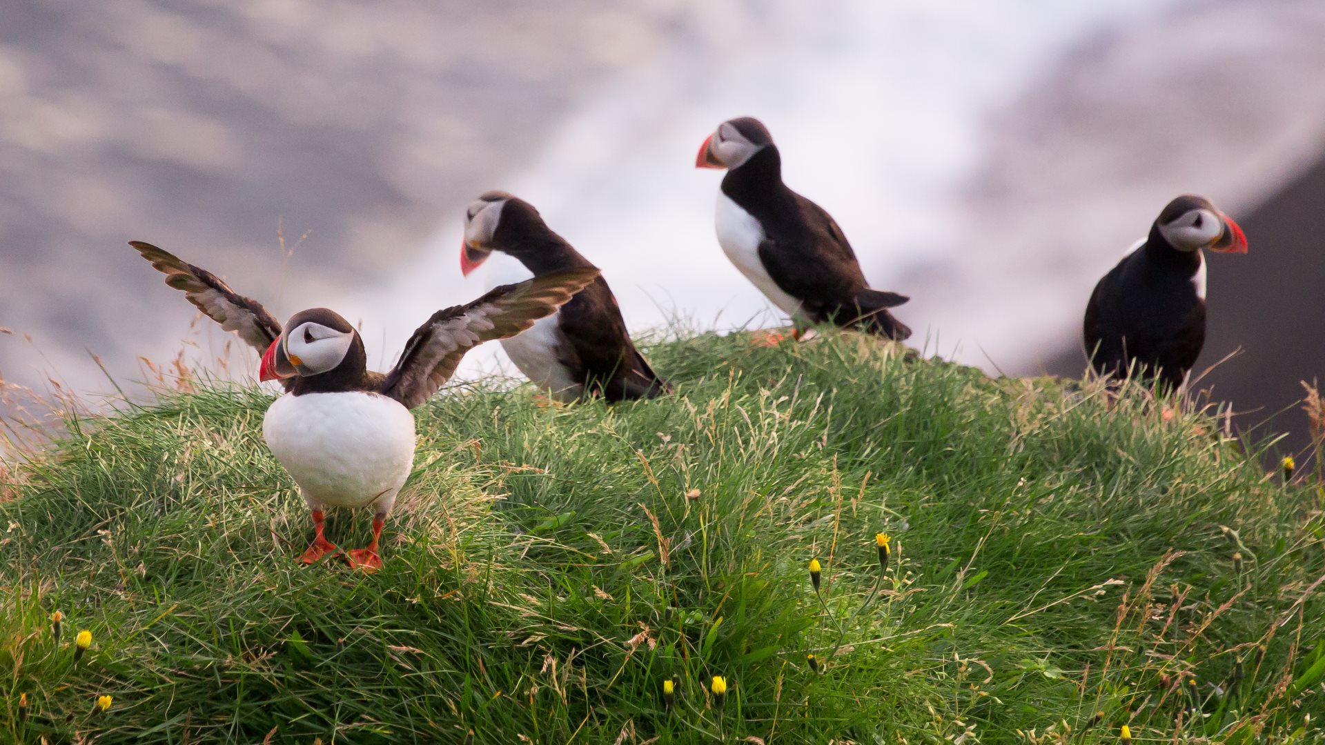 Free download wallpaper Birds, Grass, Animal, Cute, Puffin on your PC desktop