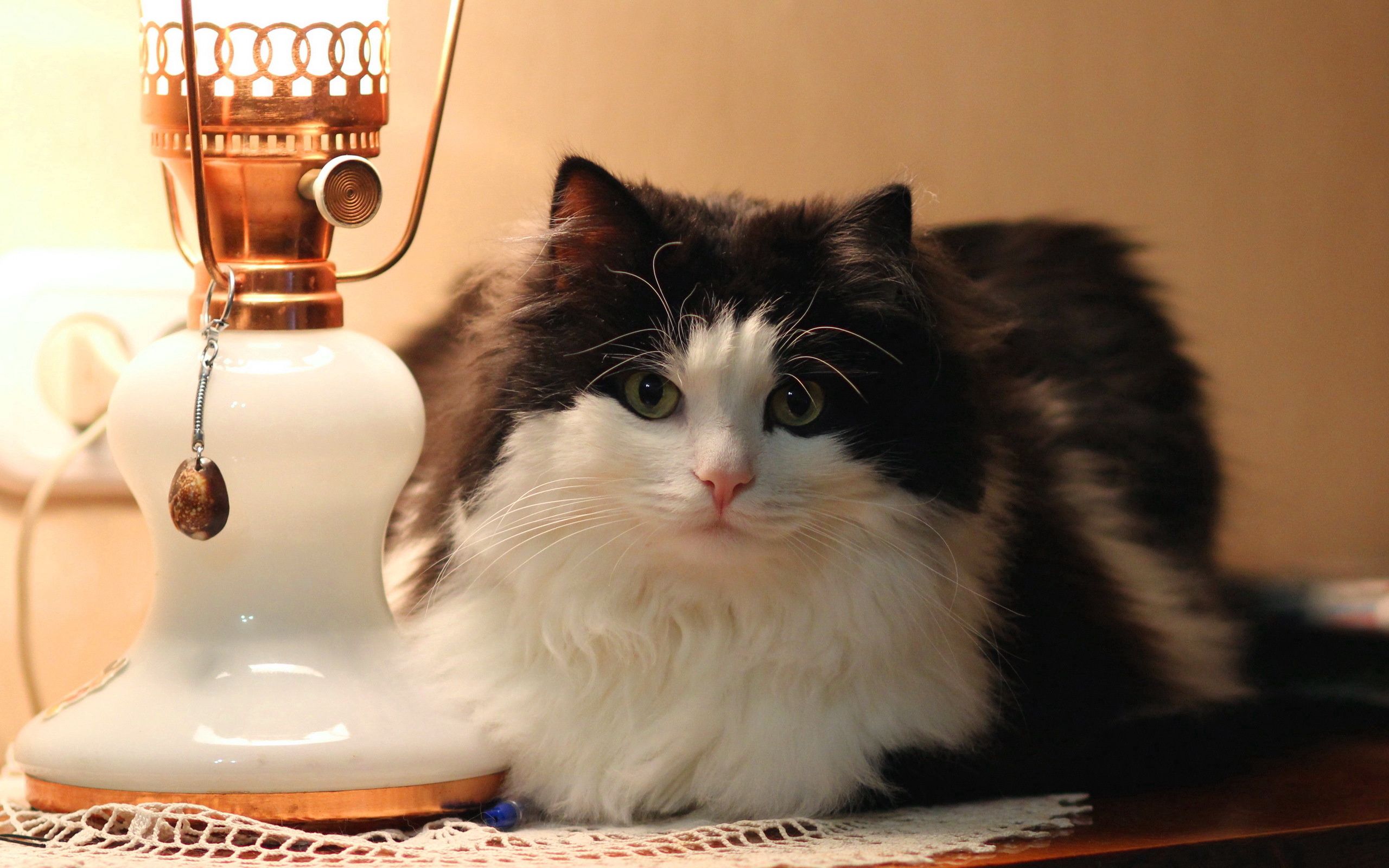cat, lamp, animals, fluffy, to lie down, lie, floor lamp Desktop Wallpaper