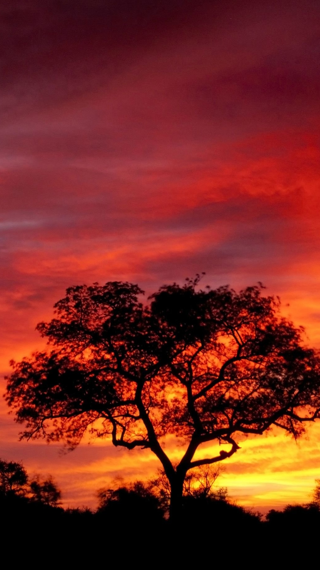 Download mobile wallpaper Nature, Sunset, Sky, Silhouette, Tree, Earth, South Africa, Orange (Color) for free.