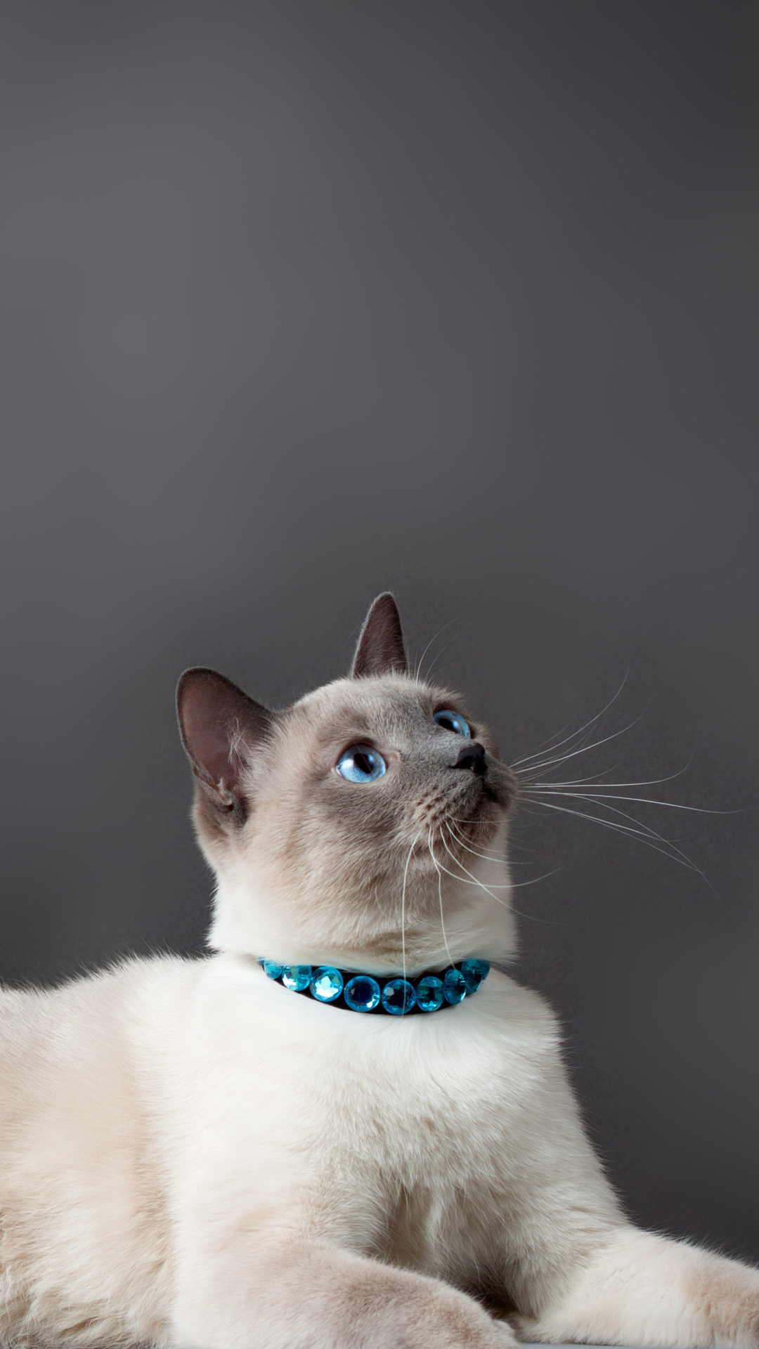 Download mobile wallpaper Cats, Cat, Animal, Siamese Cat for free.