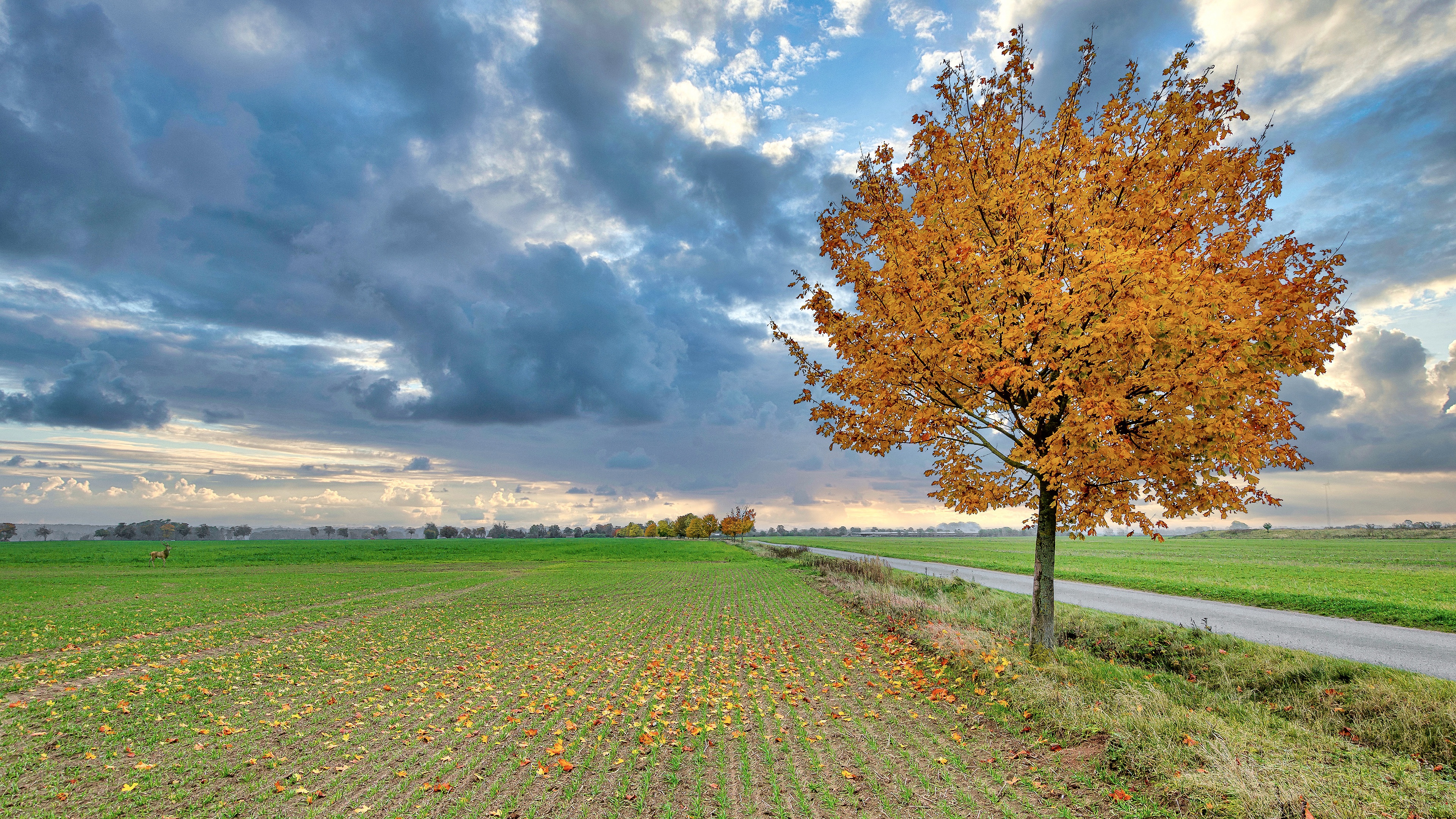 Free download wallpaper Sky, Road, Tree, Fall, Field, Path, Cloud, Photography on your PC desktop