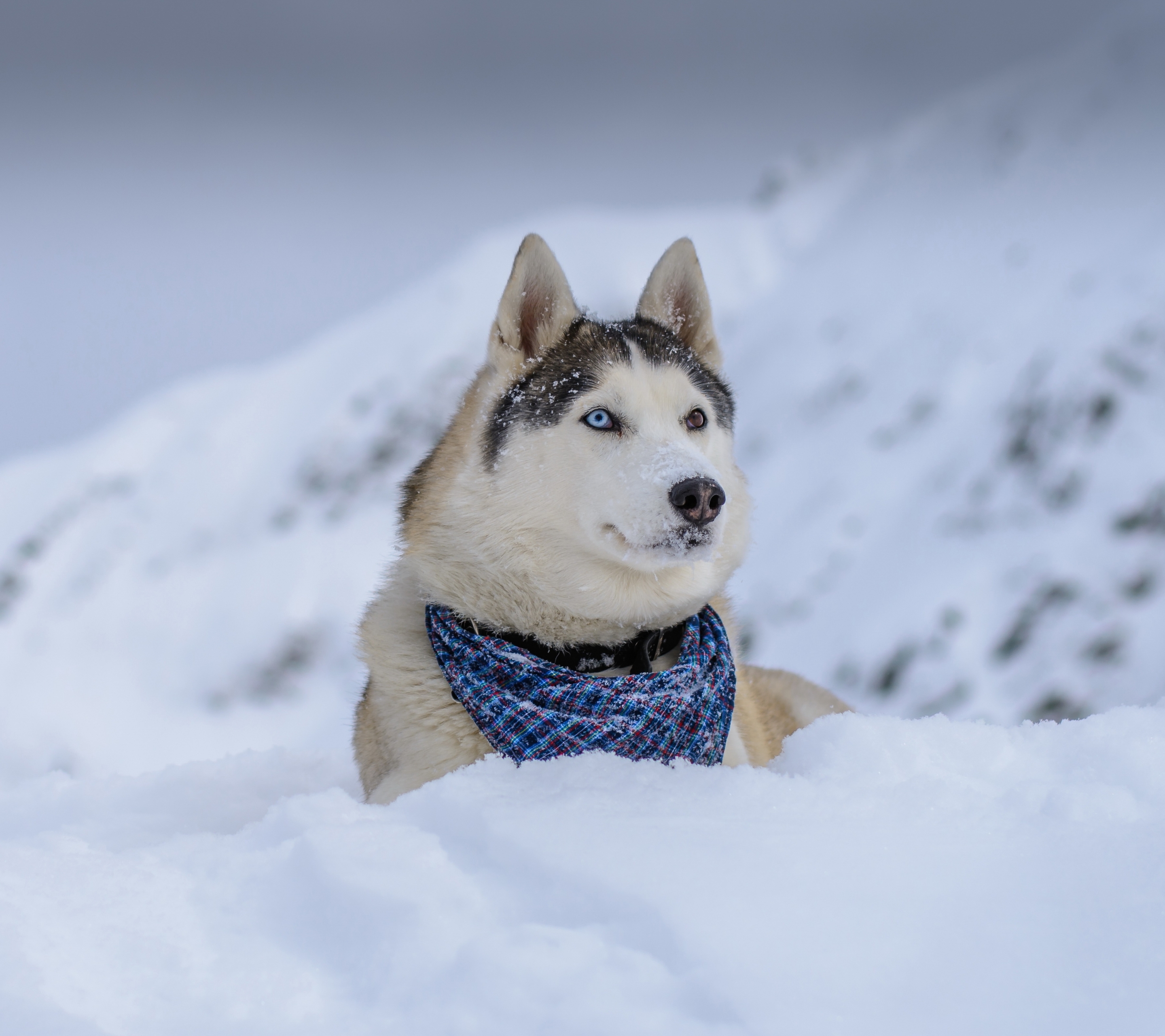 Download mobile wallpaper Dogs, Snow, Dog, Animal, Husky for free.