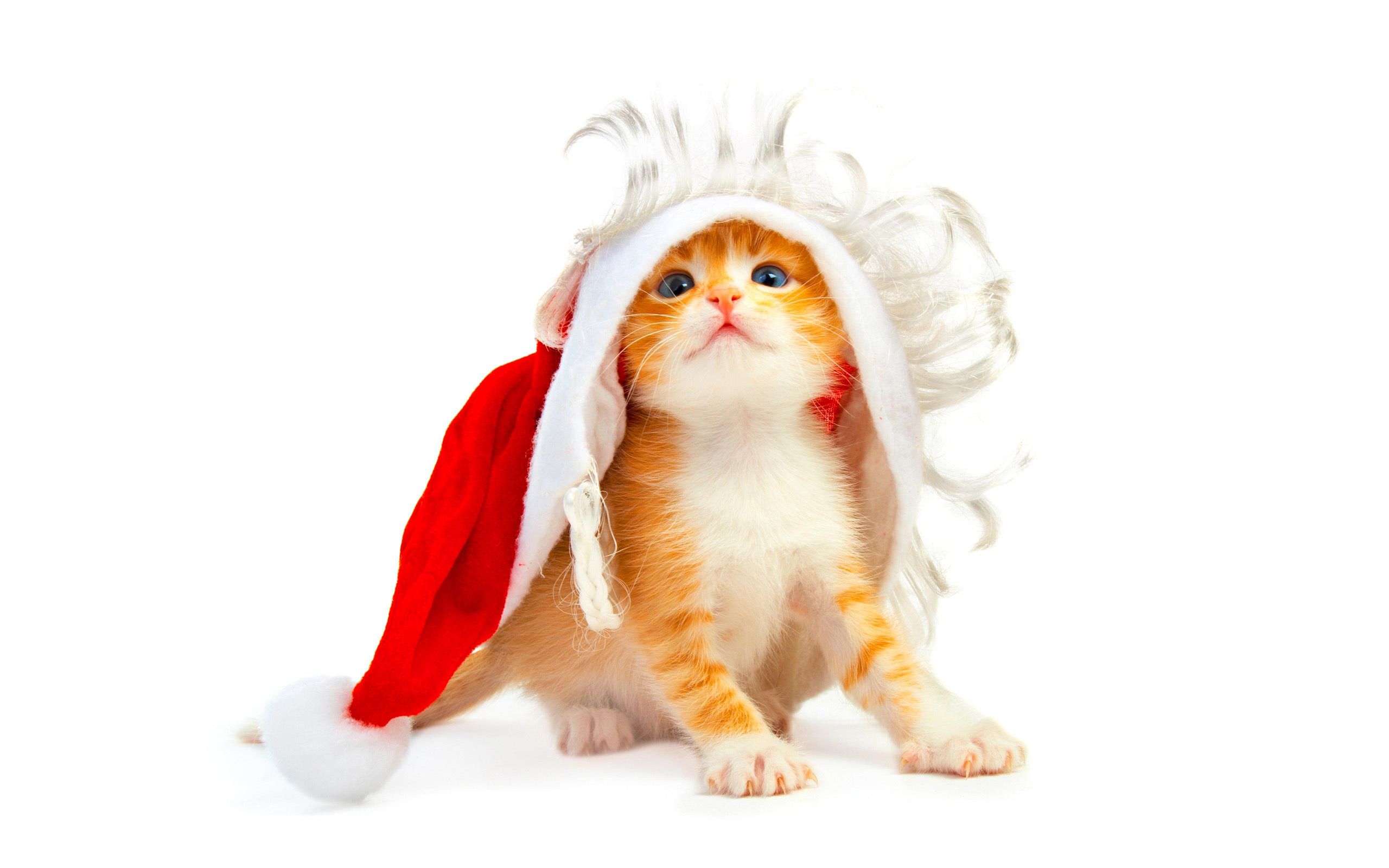 8098 скачать обои кошки (коты котики), новый год (new year), праздники, открытки, рождество (christmas xmas), животные - заставки и картинки бесплатно