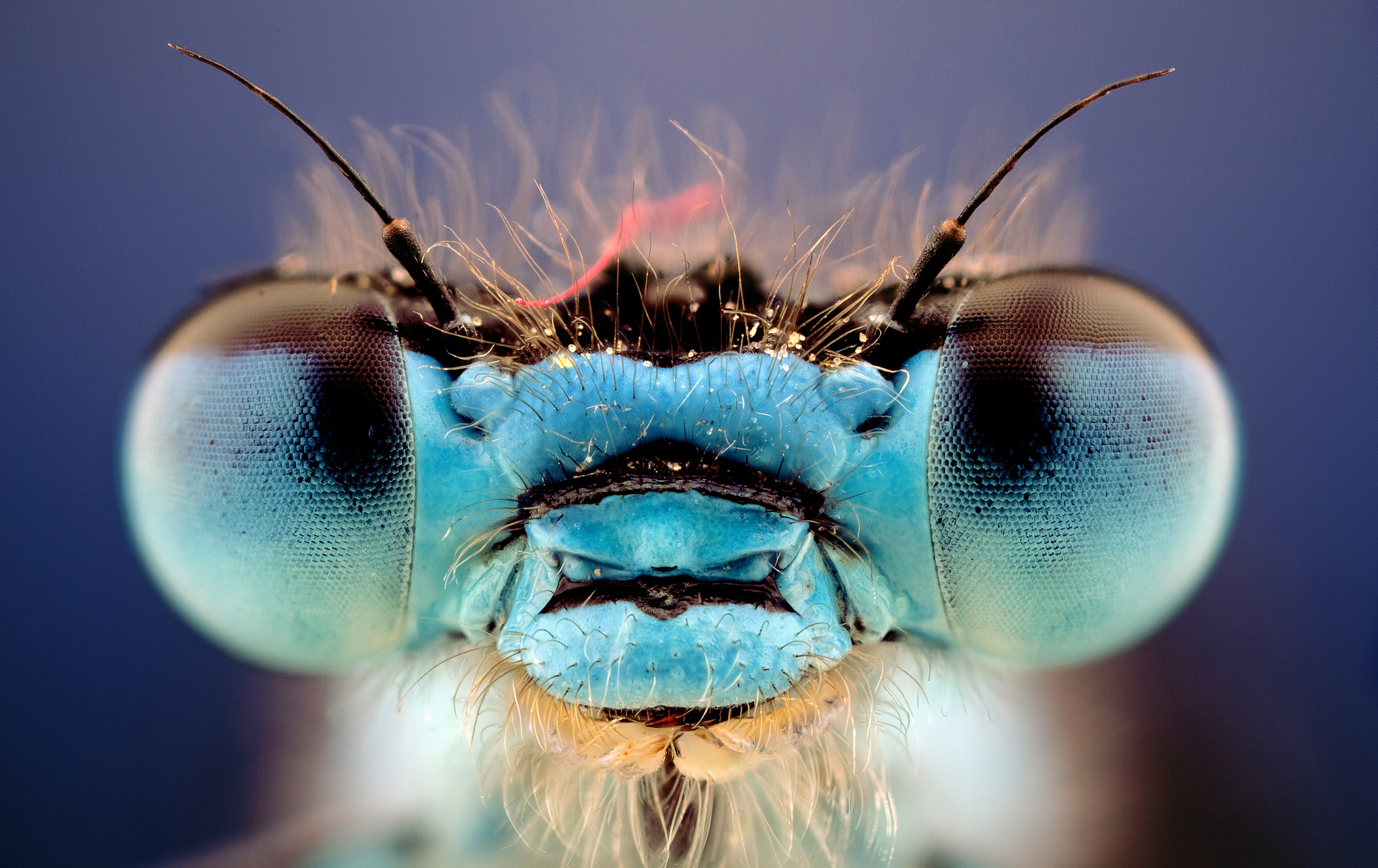 Téléchargez gratuitement l'image Animaux, Insectes, Libellule sur le bureau de votre PC