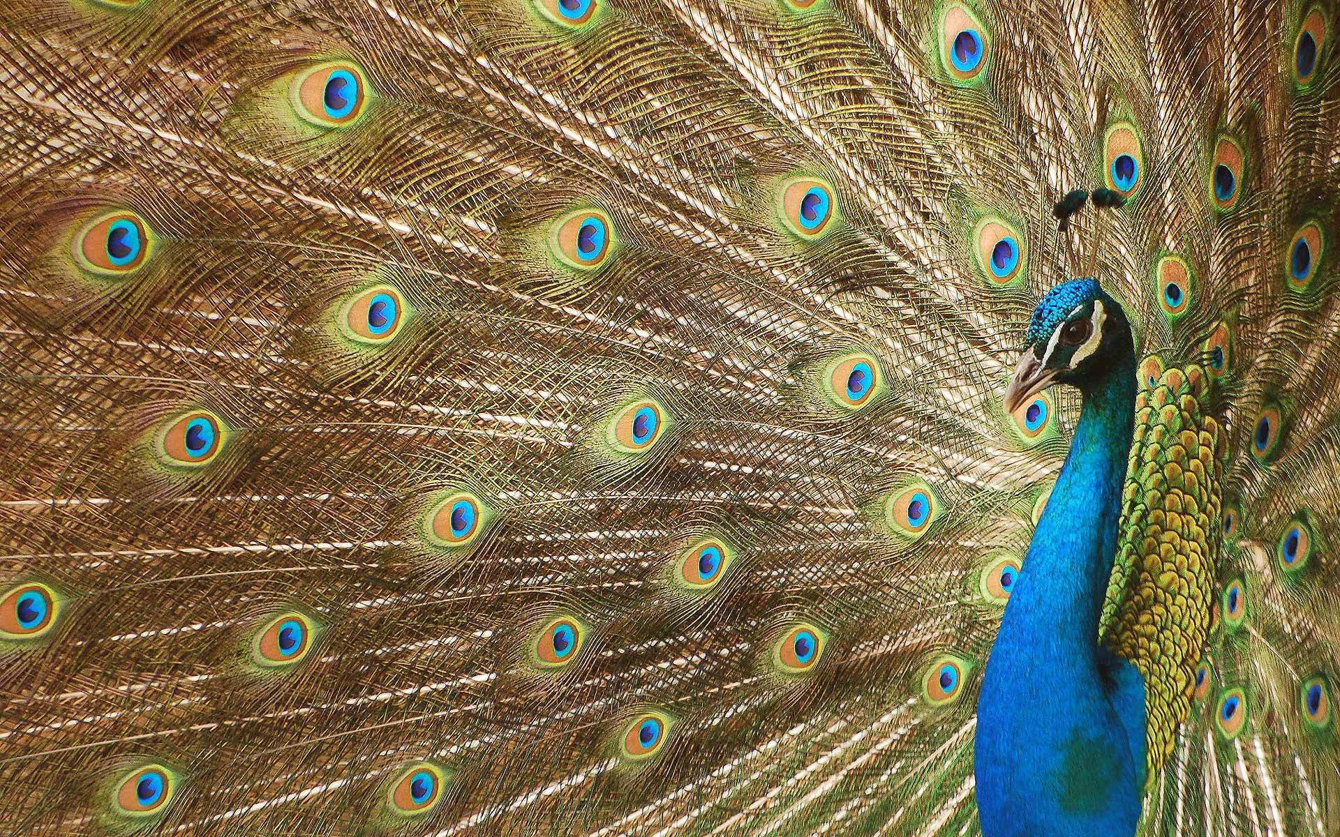 186035 descargar imagen animales, pavo real, vistoso, aves: fondos de pantalla y protectores de pantalla gratis
