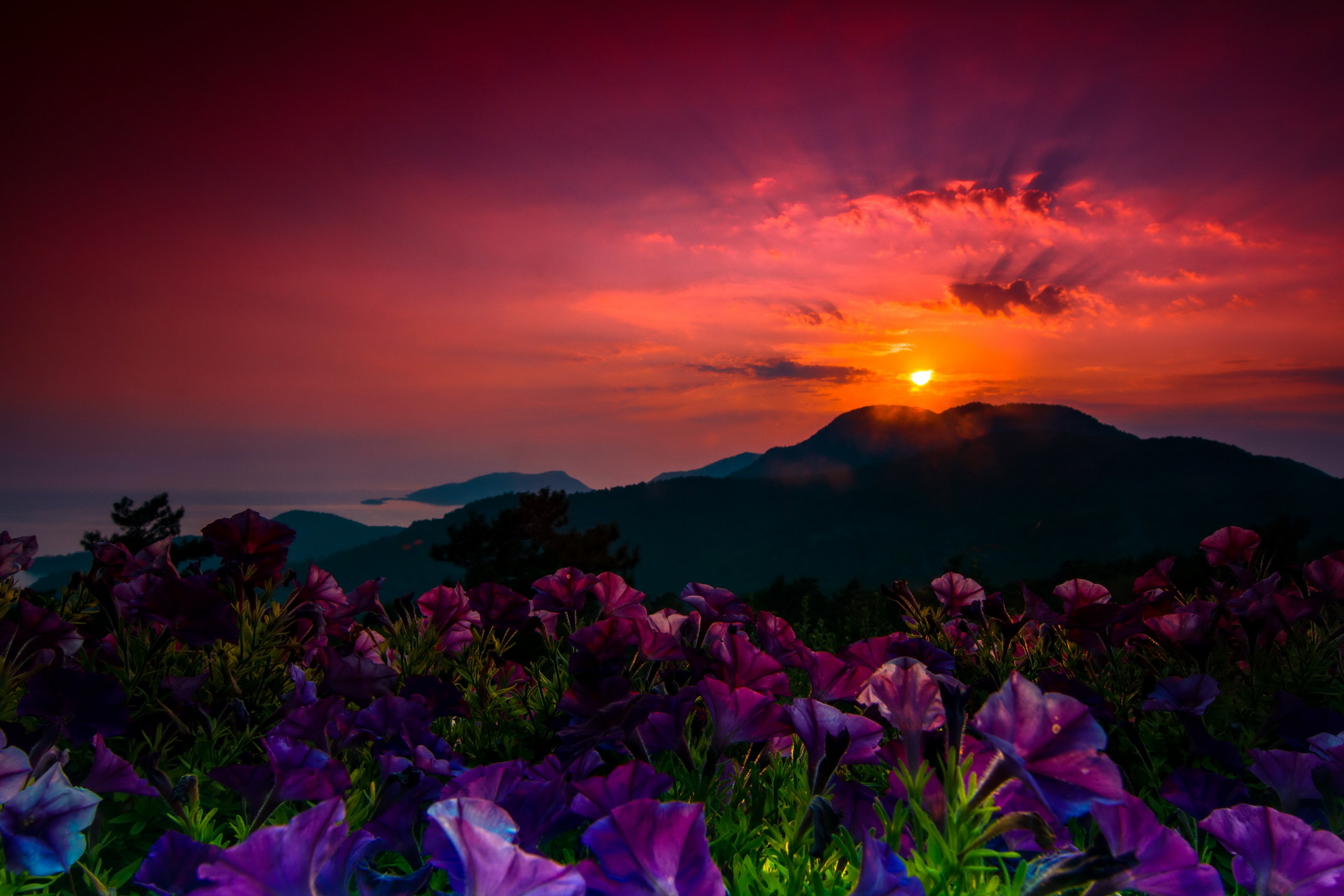 Baixe gratuitamente a imagem Pôr Do Sol, Montanha, Flor, Flor Roxa, Terra/natureza na área de trabalho do seu PC