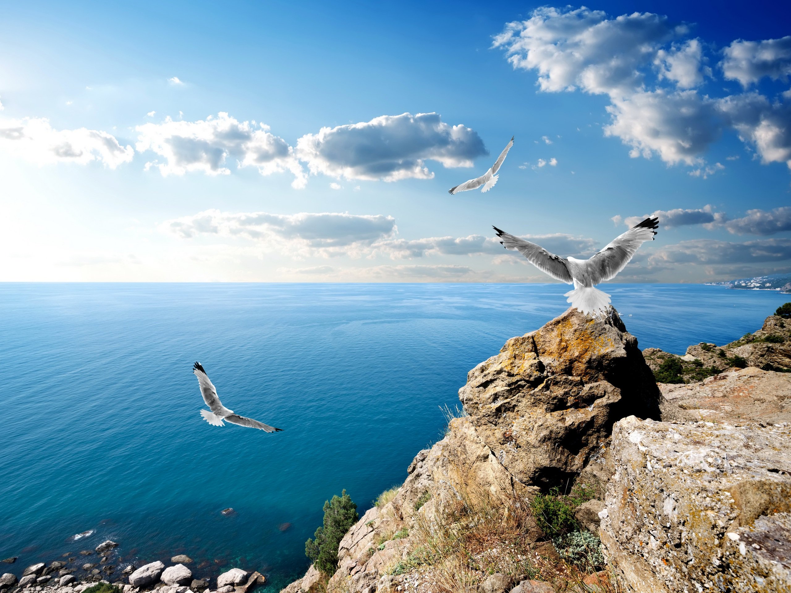 Download mobile wallpaper Sky, Sea, Horizon, Bird, Ocean, Animal, Seagull for free.