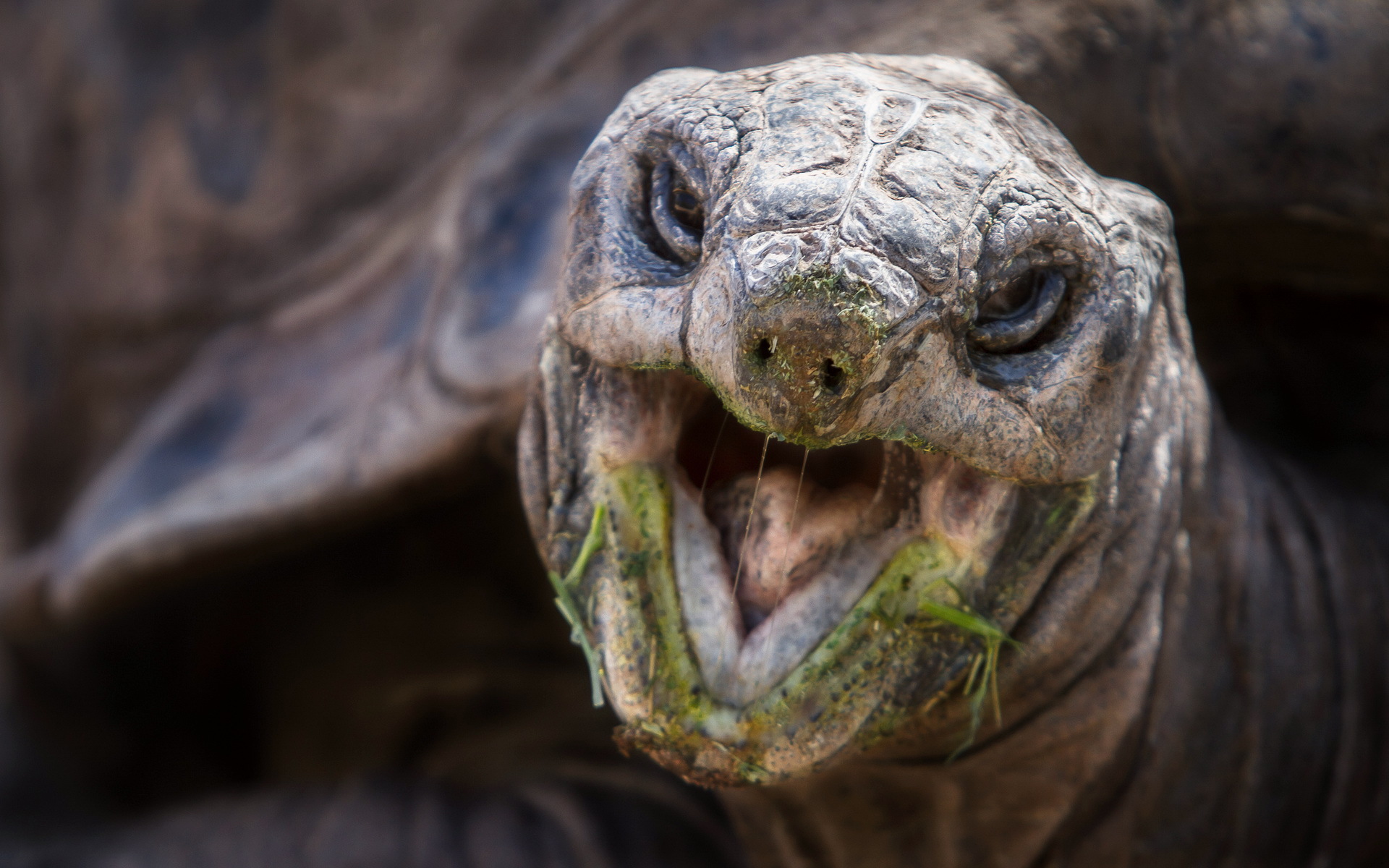 296393 télécharger l'image animaux, tortues terrestres, tortues - fonds d'écran et économiseurs d'écran gratuits