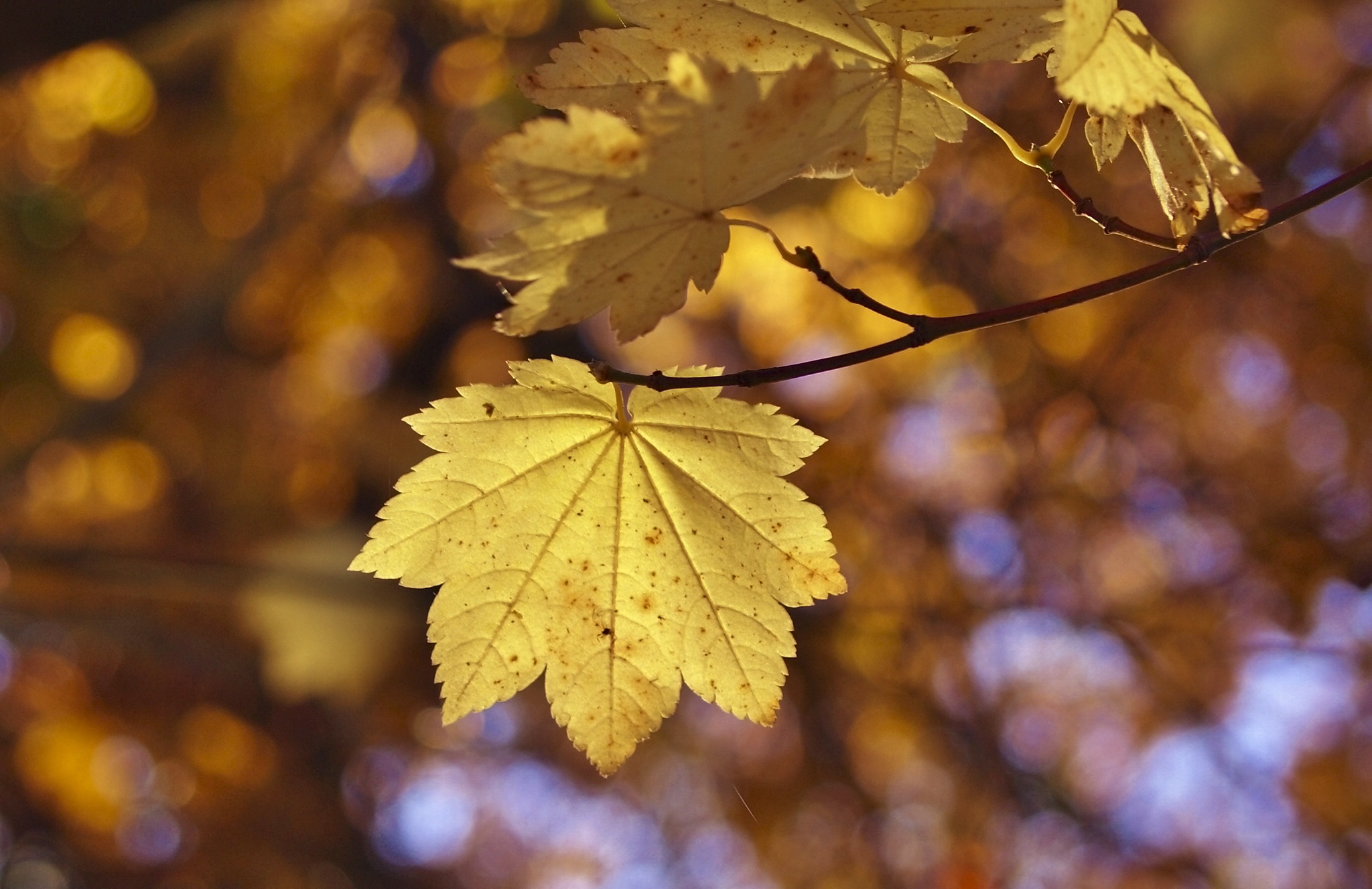 Download mobile wallpaper Nature, Leaf, Fall, Earth, Bokeh for free.