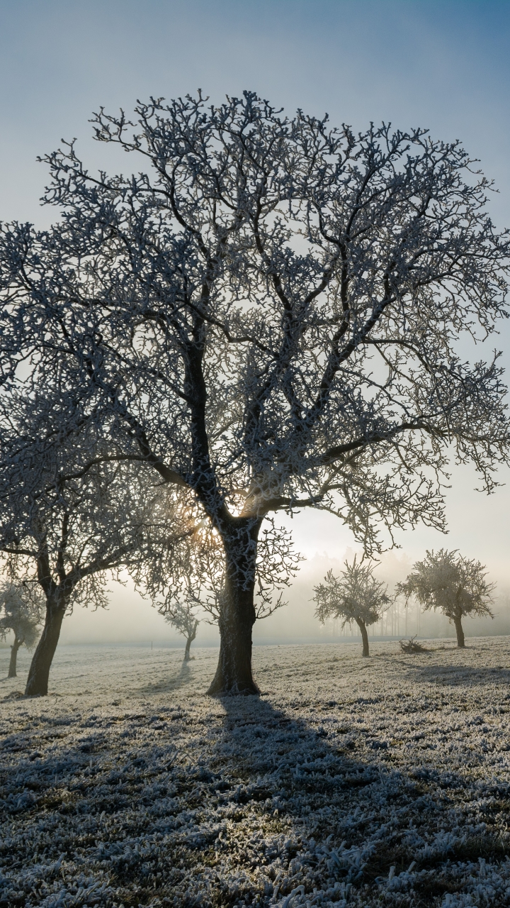 Download mobile wallpaper Winter, Nature, Tree, Fog, Earth, Frozen, Sunny for free.
