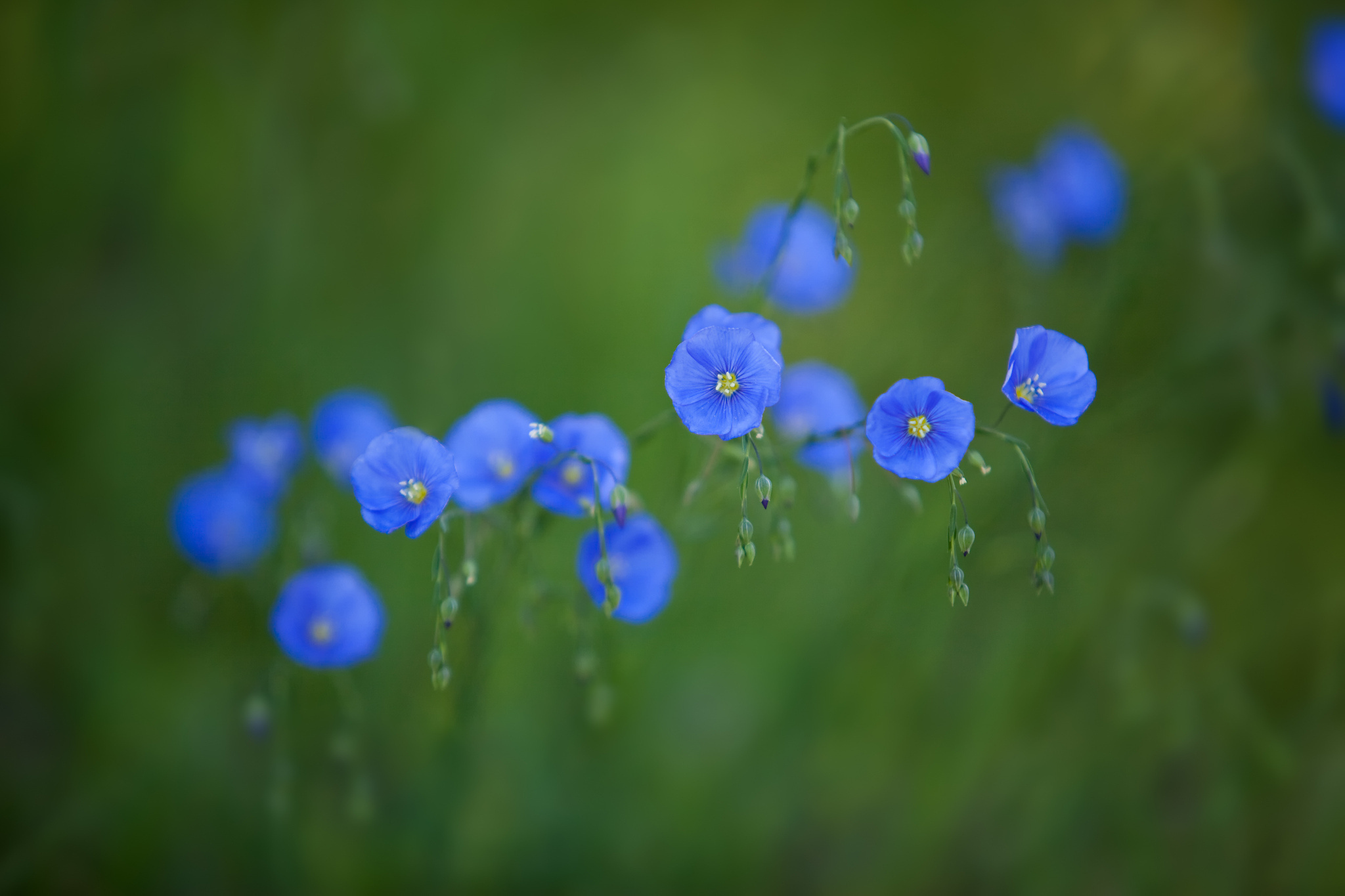 Handy-Wallpaper Blumen, Blume, Erde/natur kostenlos herunterladen.