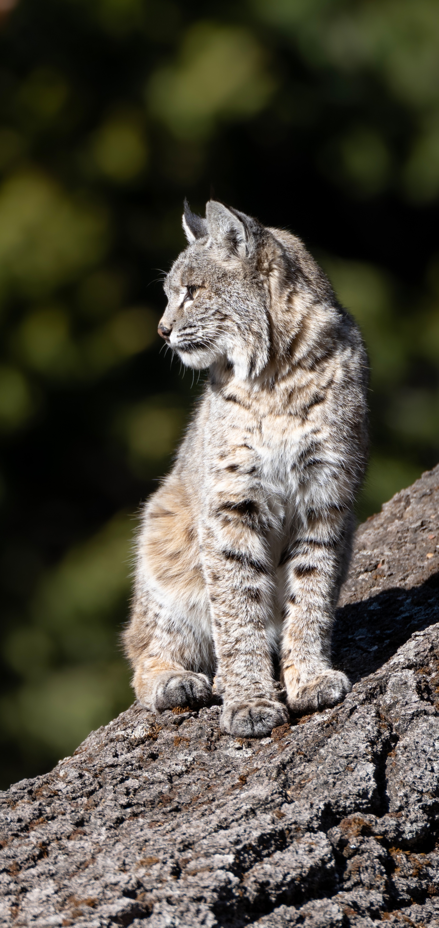 Download mobile wallpaper Cats, Animal, Lynx for free.