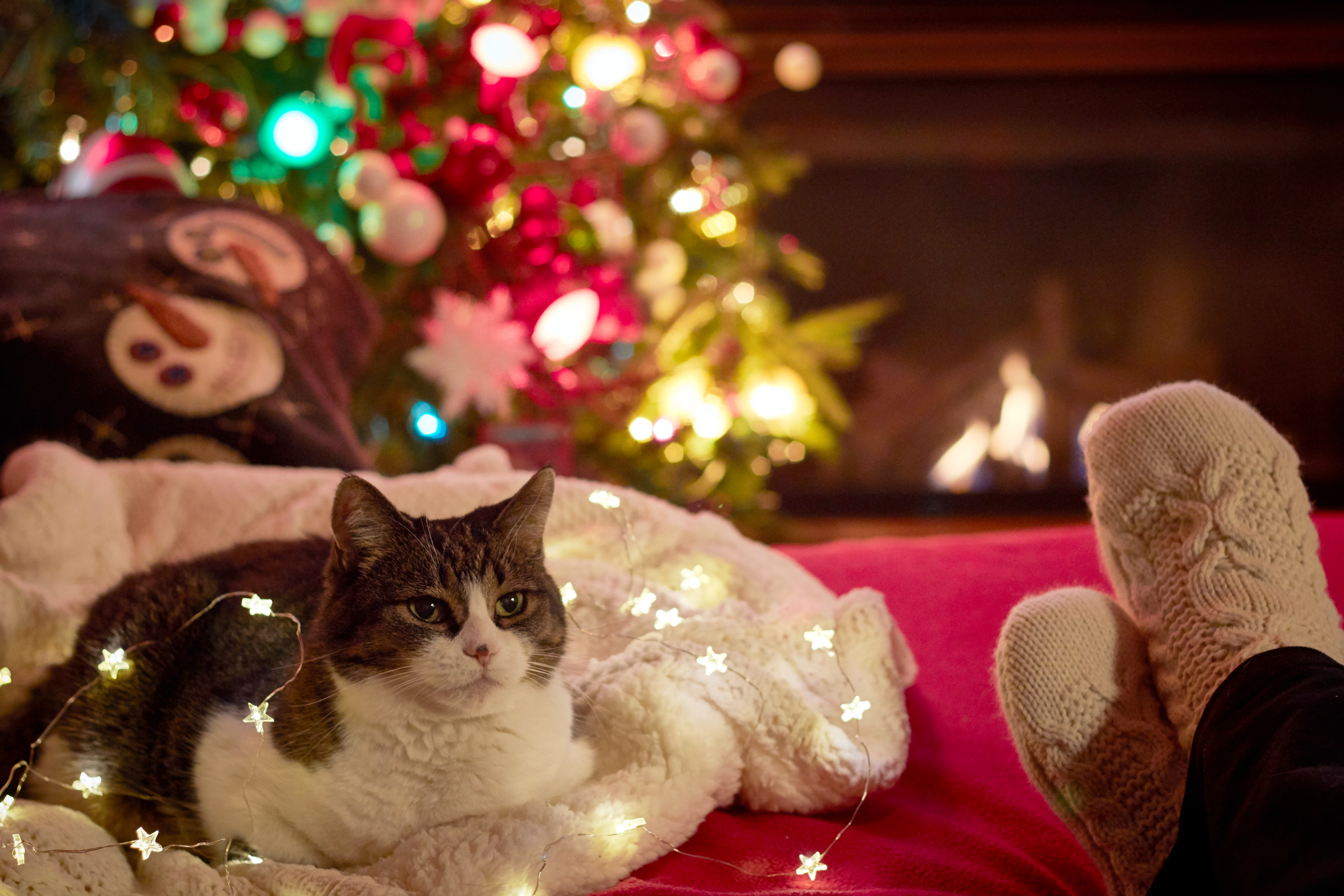 Скачать картинку Рождество, Гирлянда, Елка, Кошка, Новый Год, Животные в телефон бесплатно.