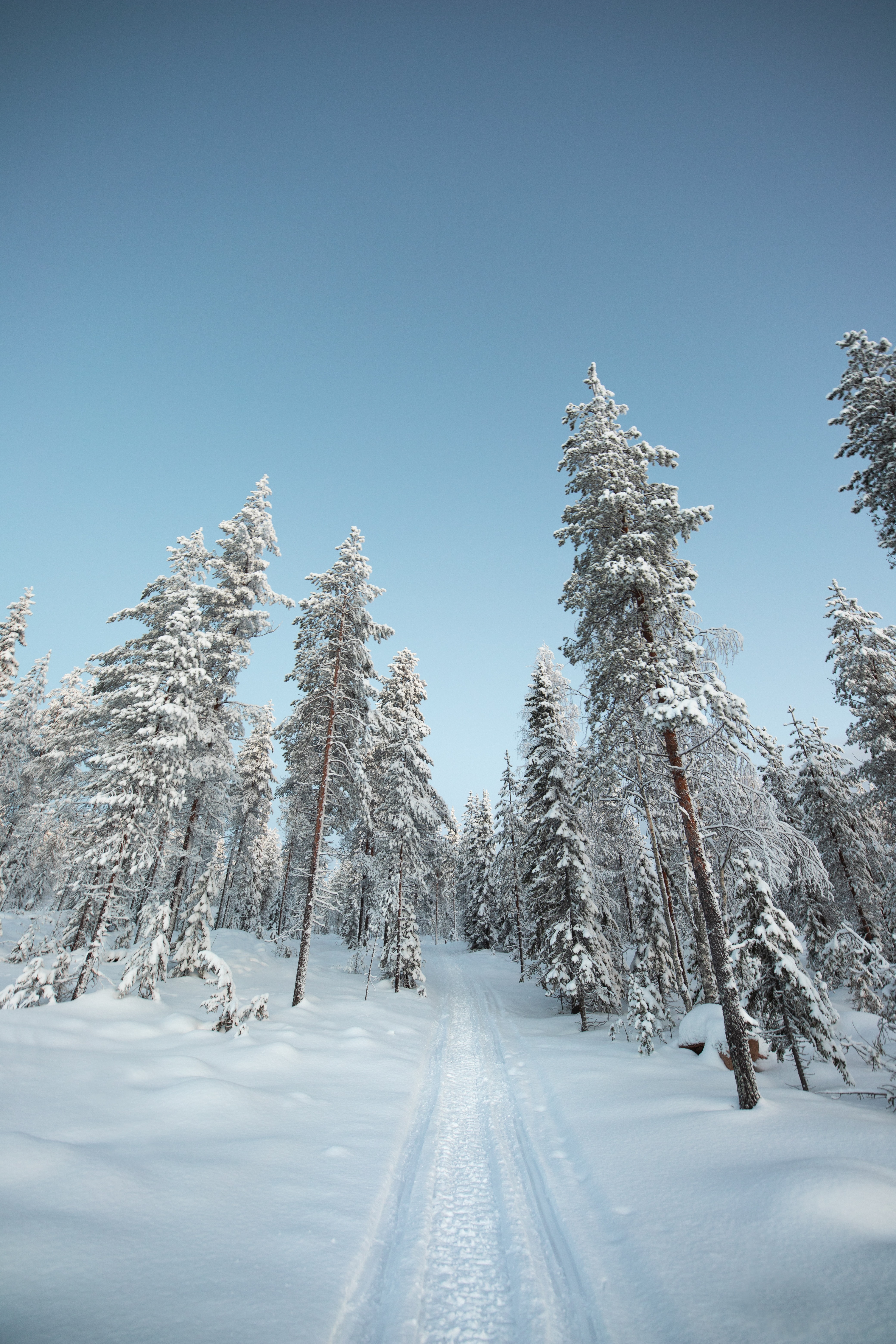 Descarga gratuita de fondo de pantalla para móvil de Naturaleza, Árboles, Nieve, Camino, Invierno.