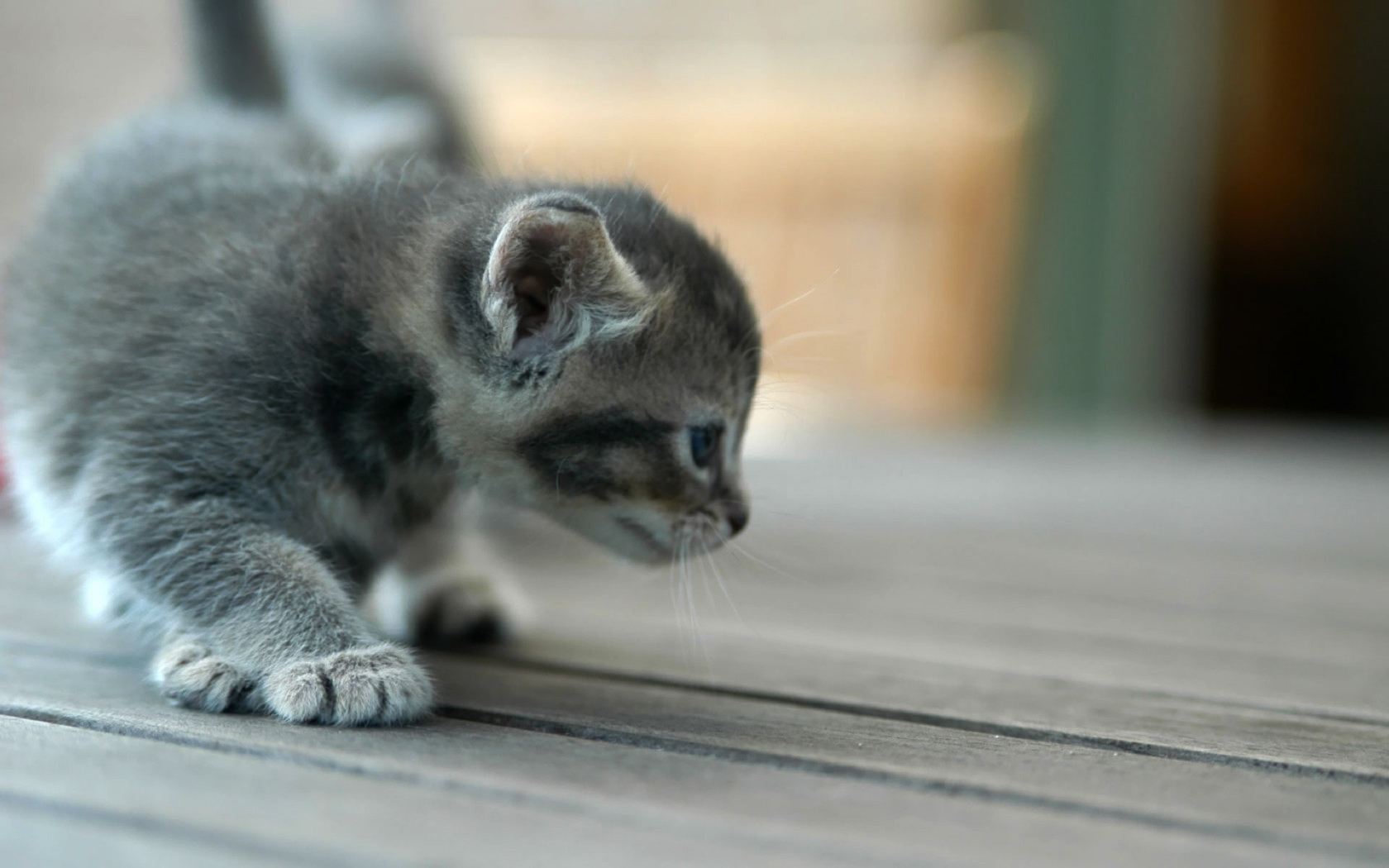 Téléchargez des papiers peints mobile Animaux, Chat gratuitement.