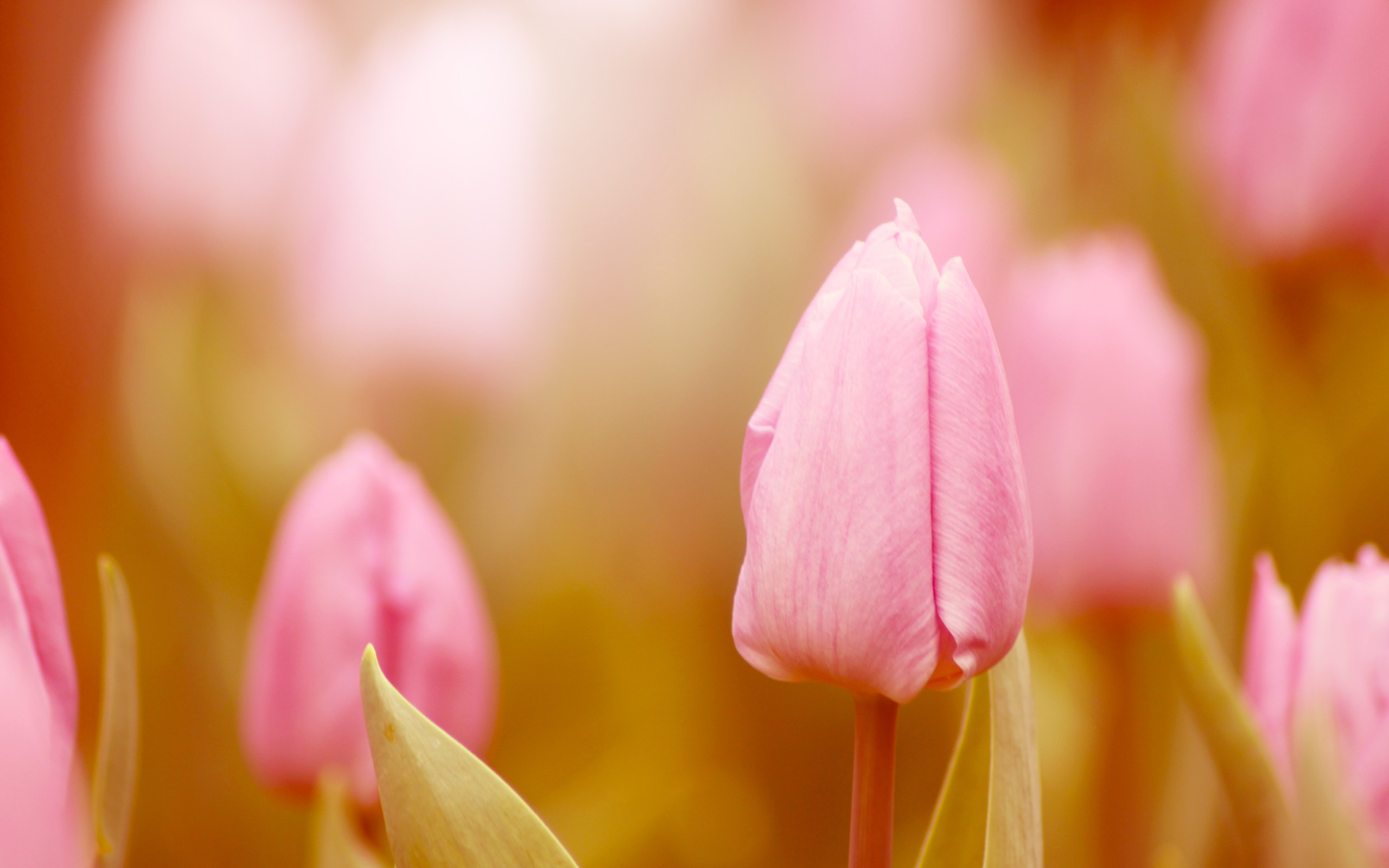 Скачать картинку Тюльпан, Розовый Цветок, Флауэрсы, Цветок, Земля/природа в телефон бесплатно.