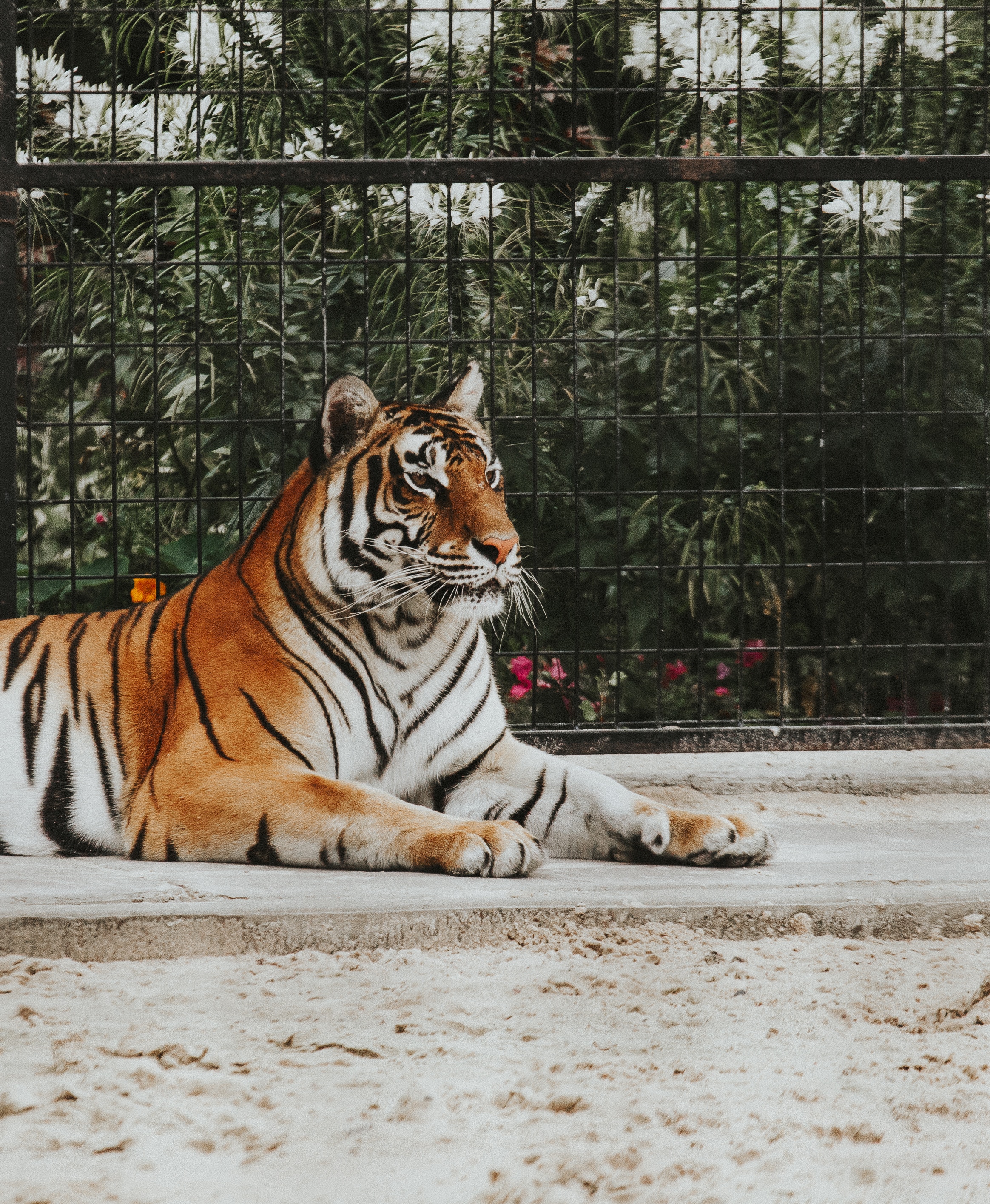 animals, lies, muzzle, predator, tiger HD wallpaper