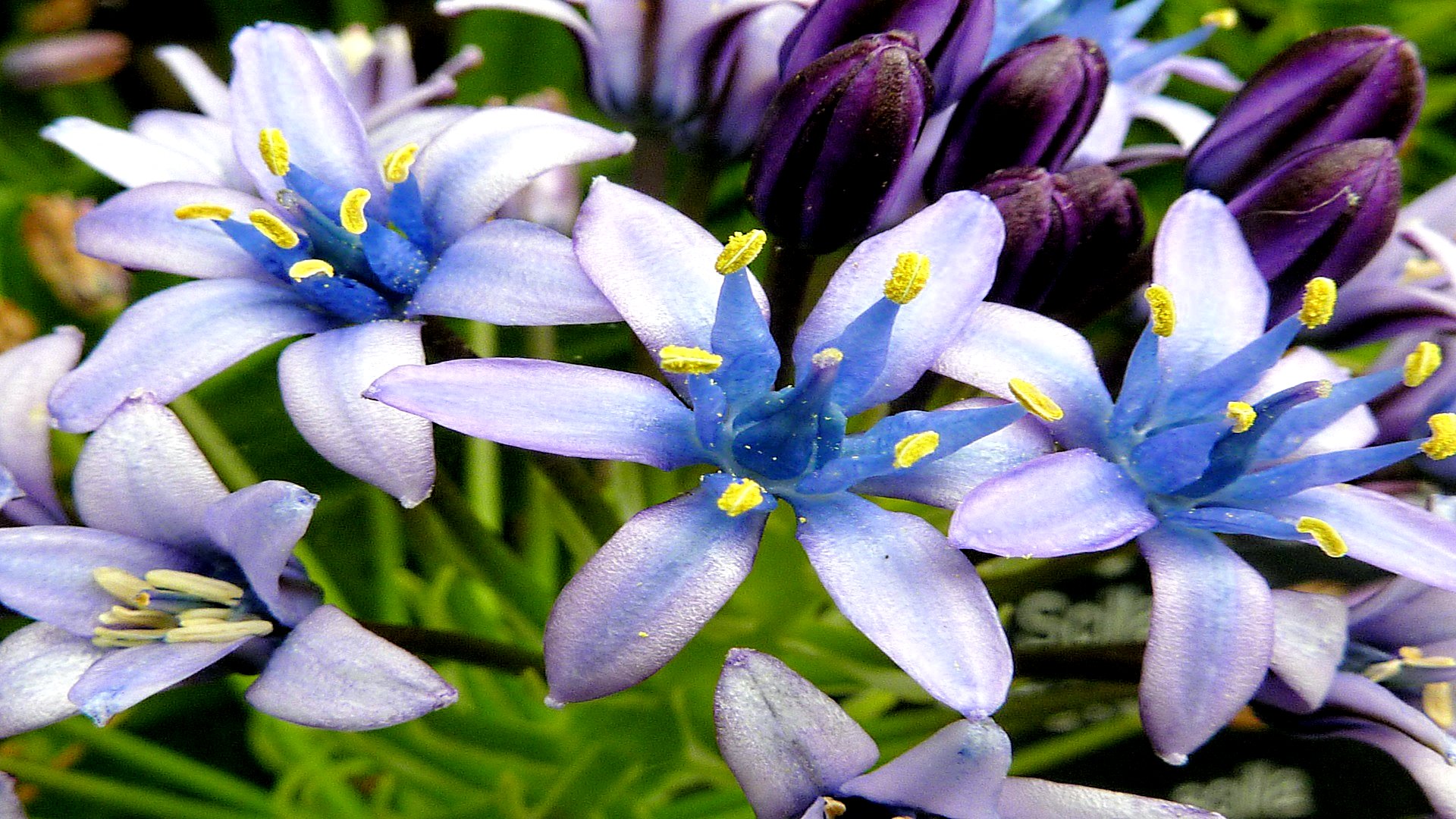 Téléchargez gratuitement l'image Fleurs, Fleur, Terre/nature sur le bureau de votre PC