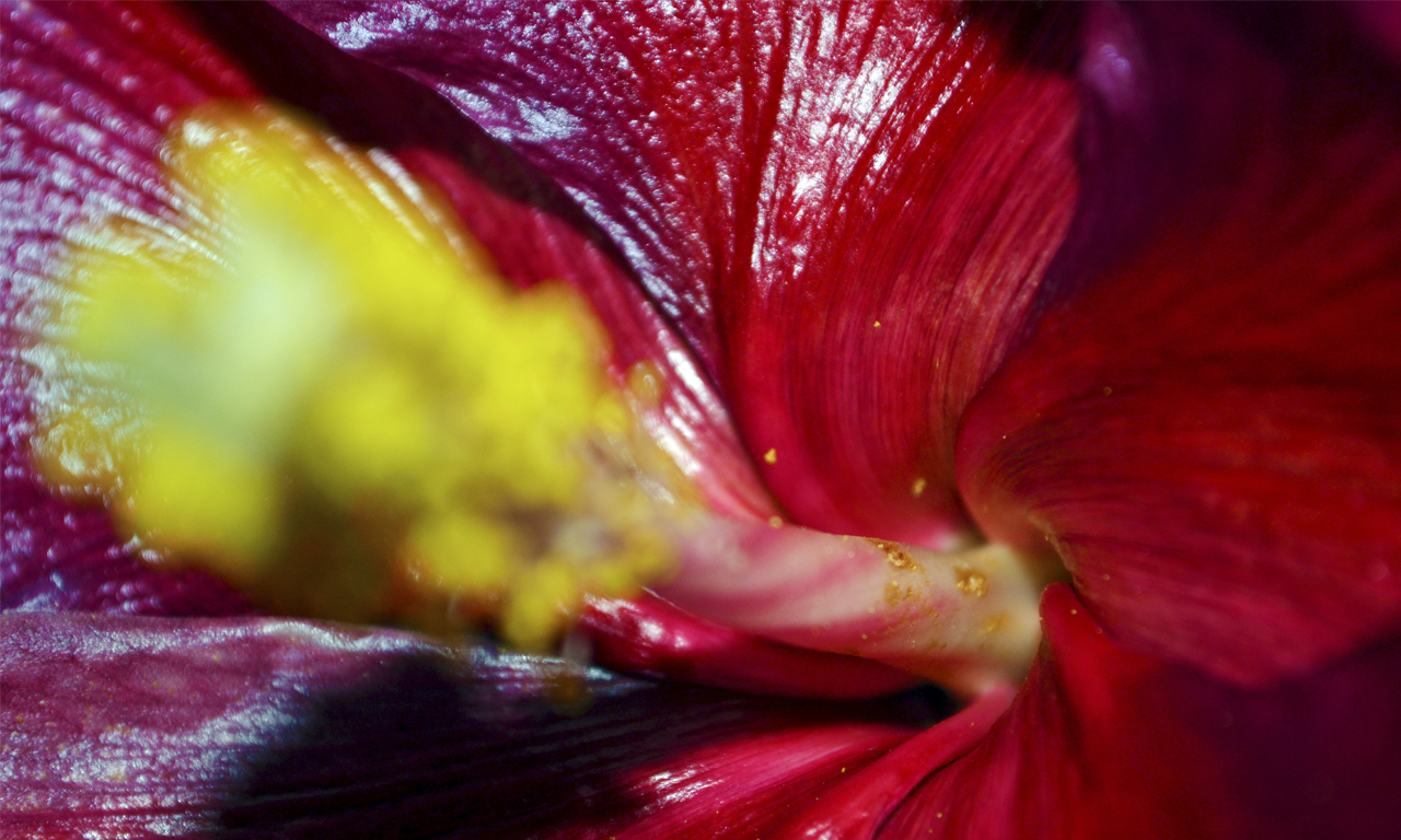 Téléchargez gratuitement l'image Fleur, Terre/nature sur le bureau de votre PC