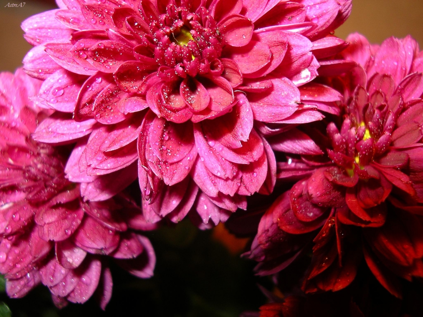 Скачать обои бесплатно Растения, Цветы картинка на рабочий стол ПК