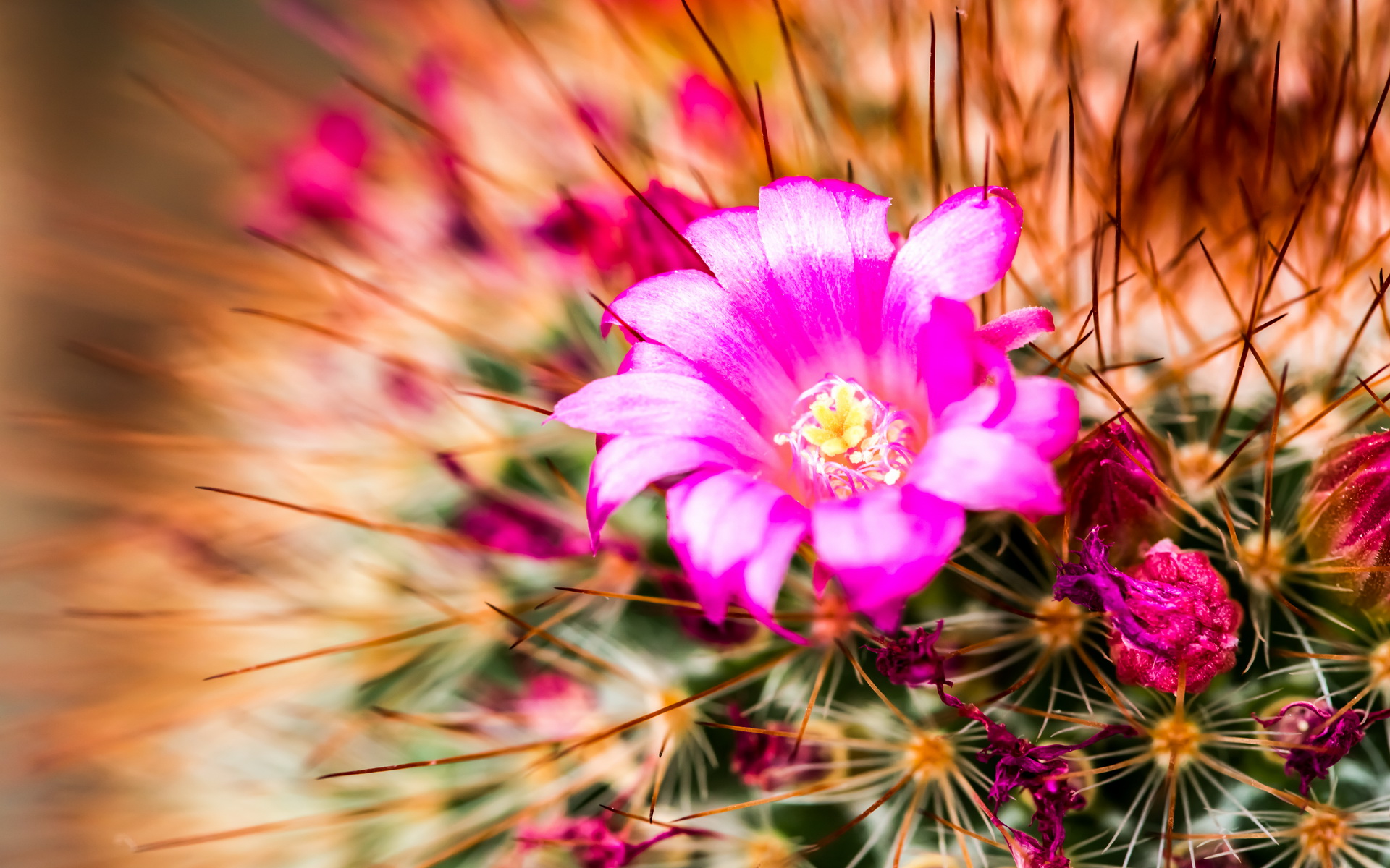 Téléchargez des papiers peints mobile Cactus, Terre/nature gratuitement.