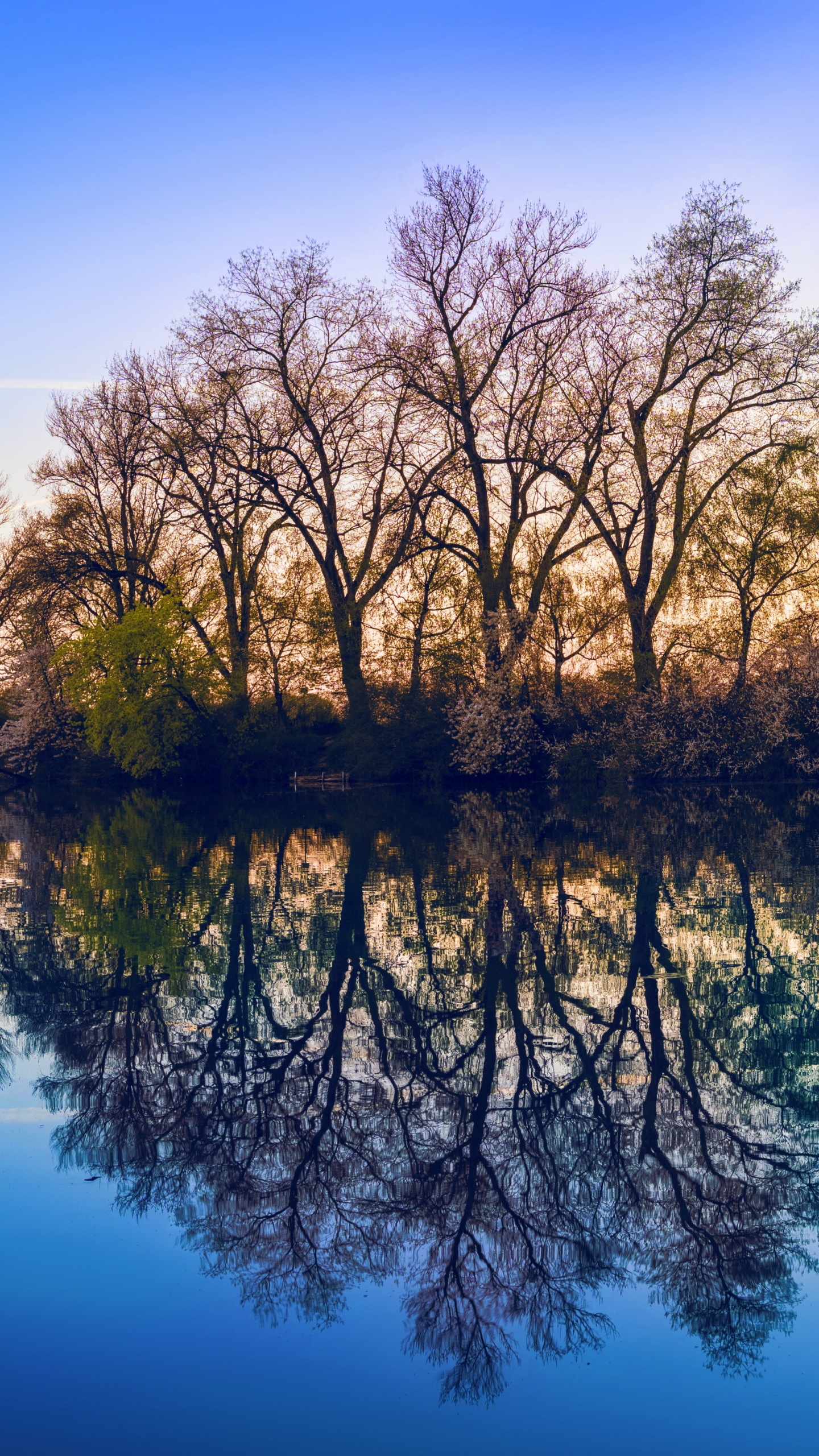 Download mobile wallpaper Reflection, Tree, Earth, Spring for free.