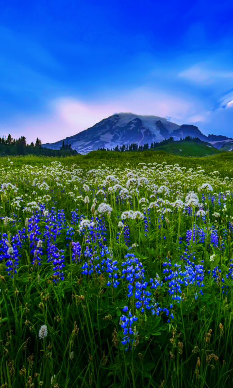 Download mobile wallpaper Landscape, Mountain, Flower, Earth, Field for free.