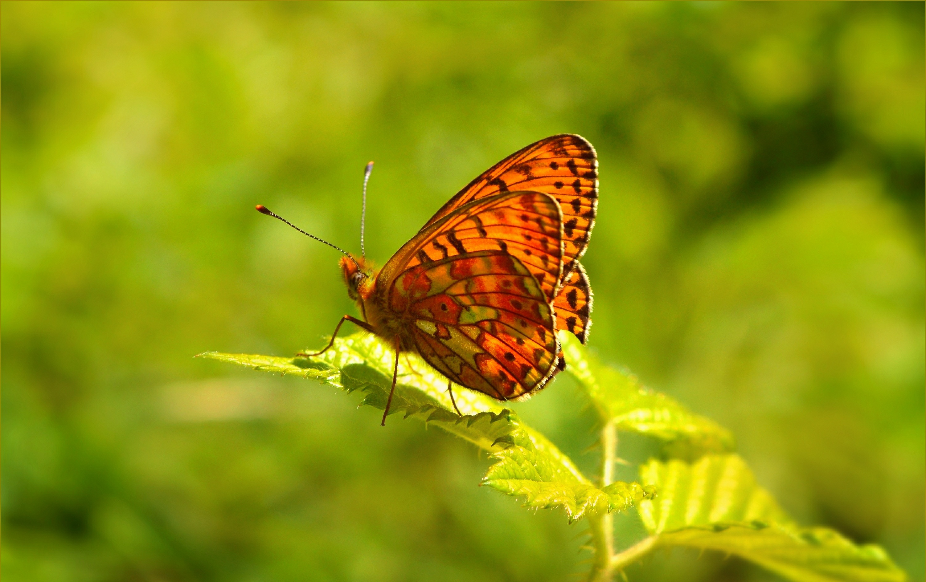 Free download wallpaper Macro, Insect, Butterfly, Animal on your PC desktop