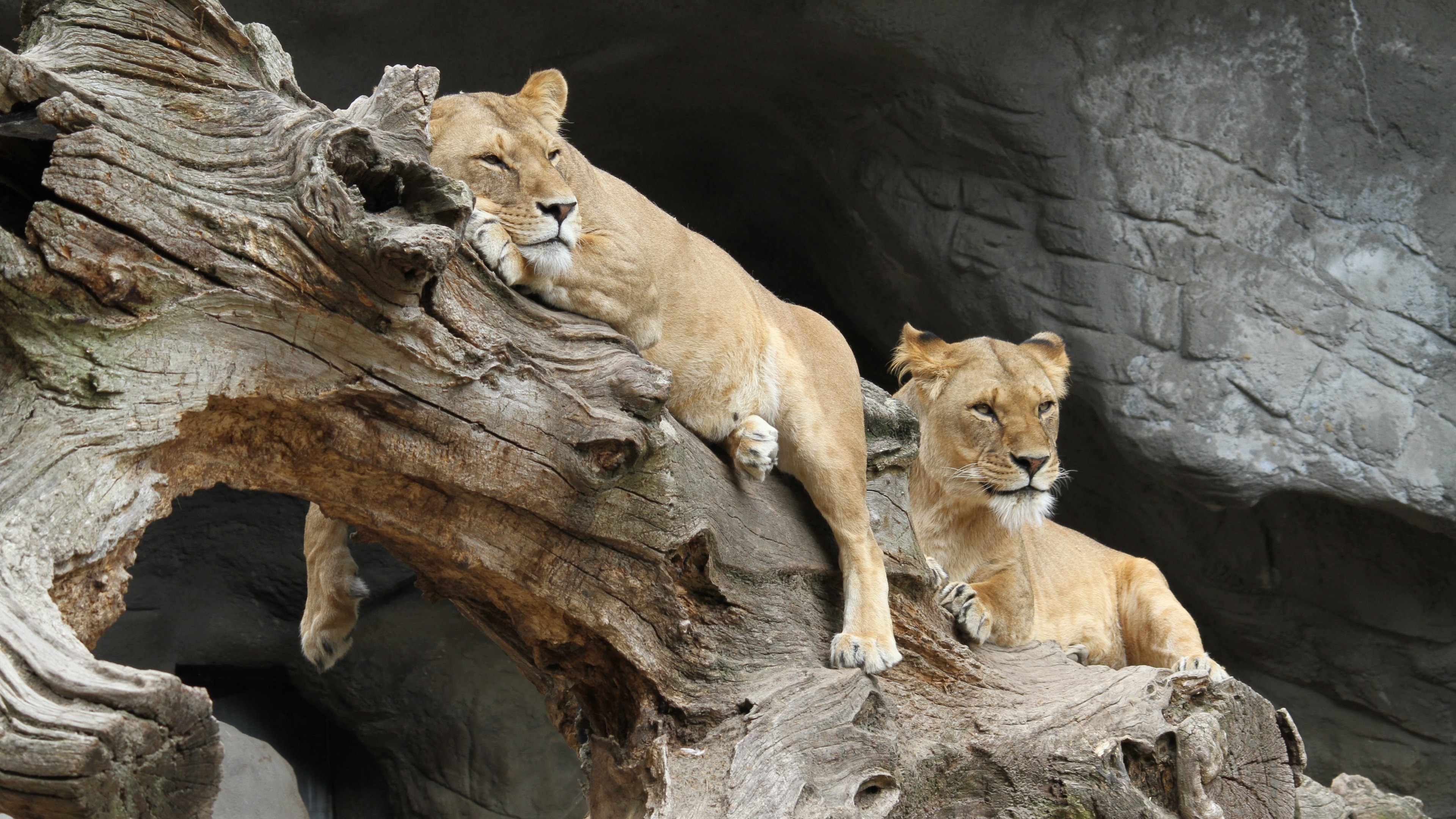 369530 descargar imagen animales, león, leona, gatos: fondos de pantalla y protectores de pantalla gratis