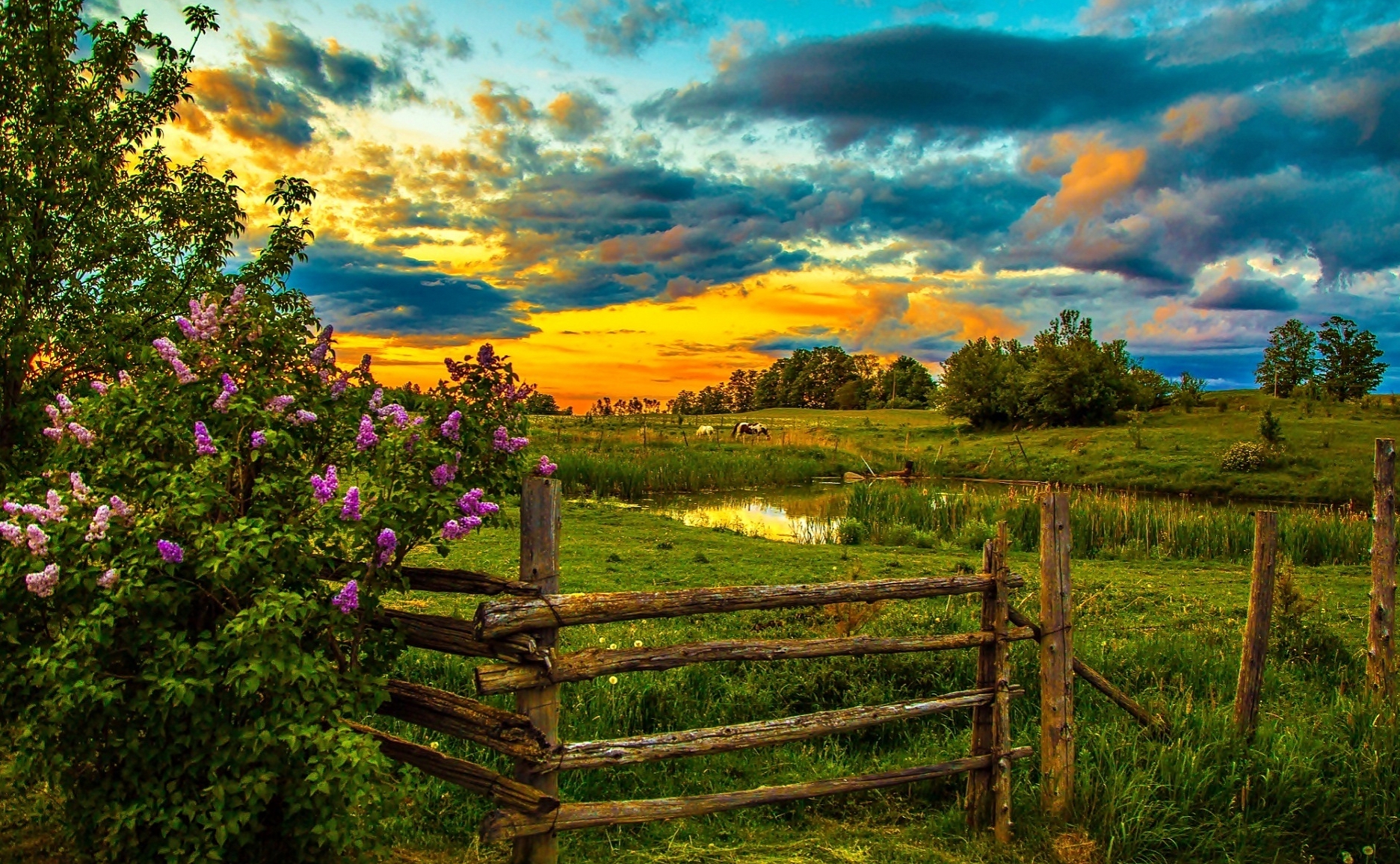 Laden Sie das Landschaft, Blume, Feld, Zaun, Frühling, Wolke, Sonnenuntergang, Erde/natur-Bild kostenlos auf Ihren PC-Desktop herunter