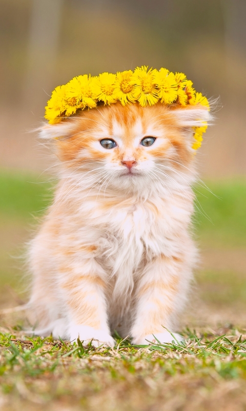 Download mobile wallpaper Cats, Flower, Cat, Kitten, Animal, Wreath, Baby Animal for free.