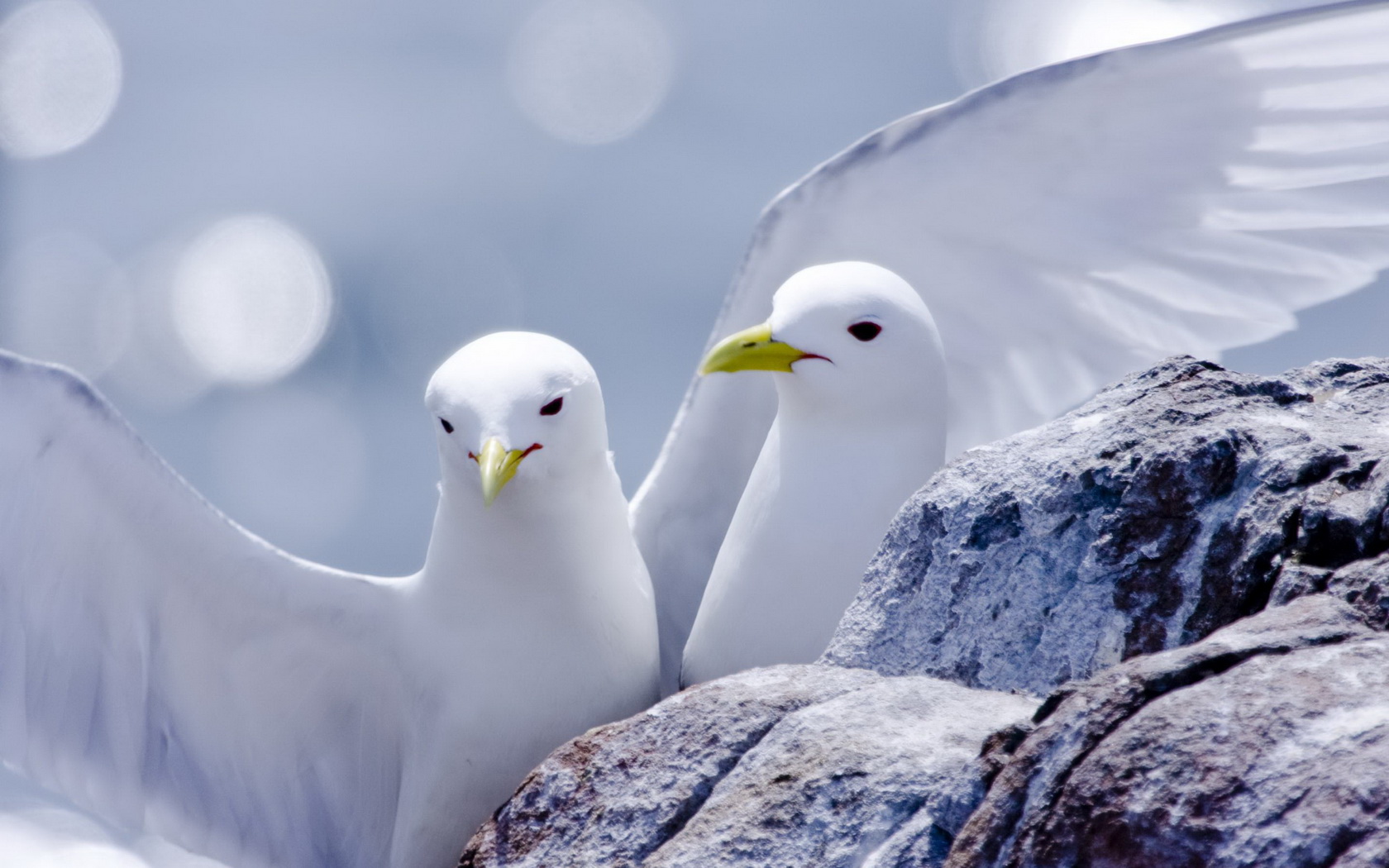 Download mobile wallpaper Seagull, Bird, Birds, Animal for free.