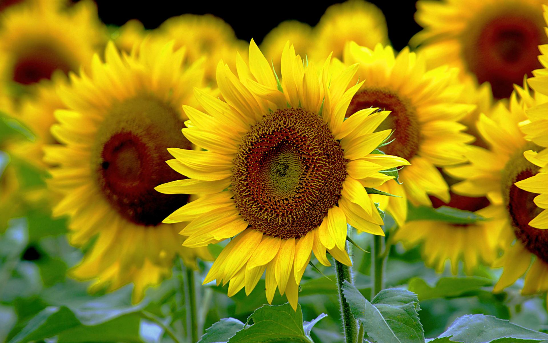 Download mobile wallpaper Flowers, Flower, Earth, Sunflower, Yellow Flower for free.