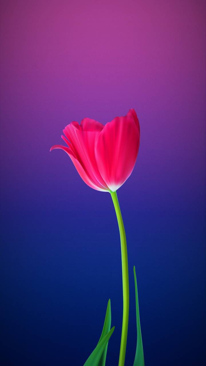 Téléchargez des papiers peints mobile Fleurs, Fleur, Terre, Tulipe, Terre/nature, Fleur Rose gratuitement.