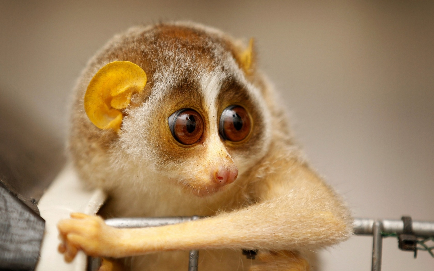 Laden Sie Langsame Loris HD-Desktop-Hintergründe herunter