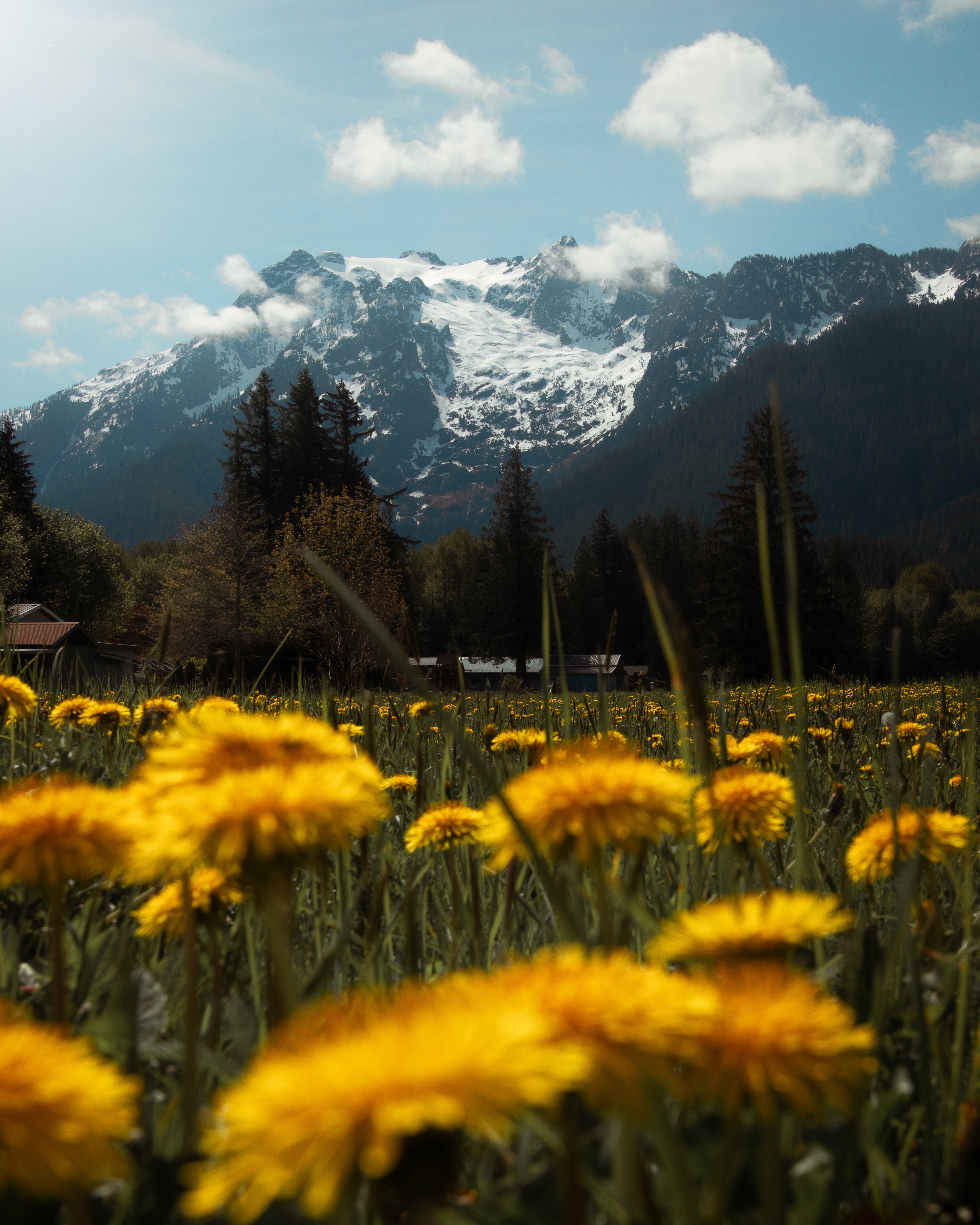 Laden Sie das Grass, Rasen, Natur, Blumen, Mountains, Landschaft-Bild kostenlos auf Ihren PC-Desktop herunter
