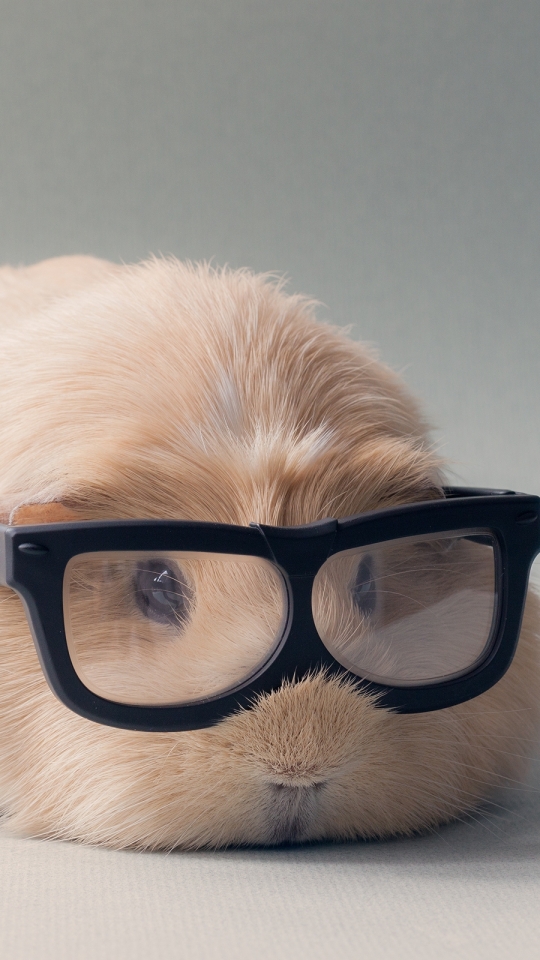 Download mobile wallpaper Animal, Guinea Pig, Glasses, Cute for free.