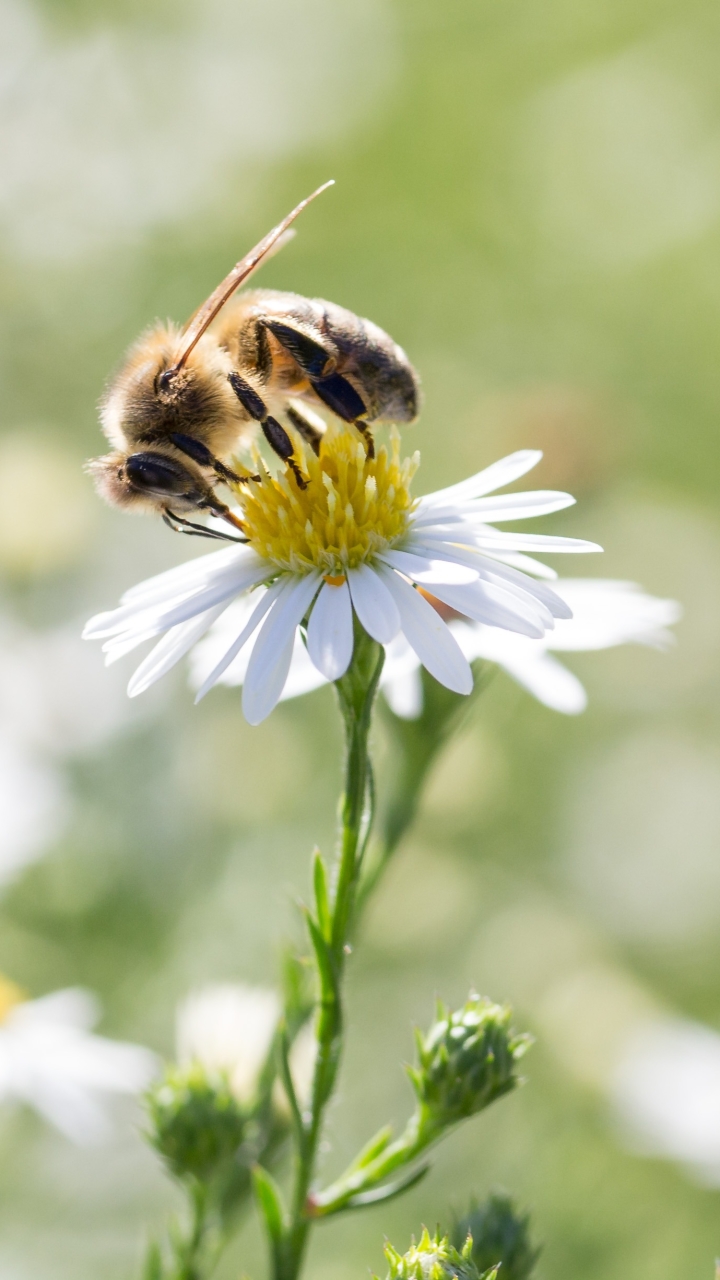 無料モバイル壁紙動物, 昆虫, 花, 蜂, 白い花, 虫をダウンロードします。
