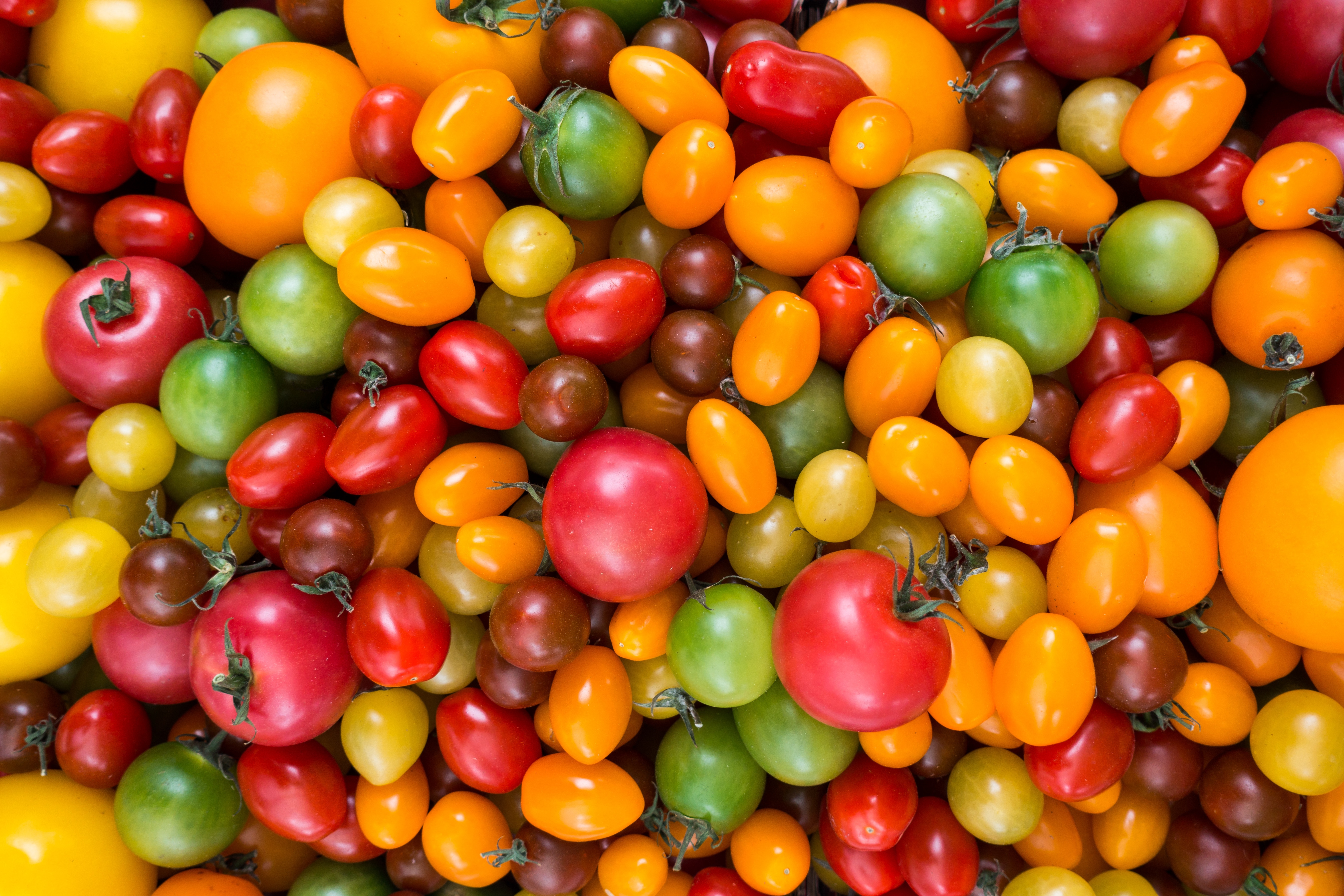 94952 скачать картинку томаты, еда, помидоры, разновидность - обои и заставки бесплатно