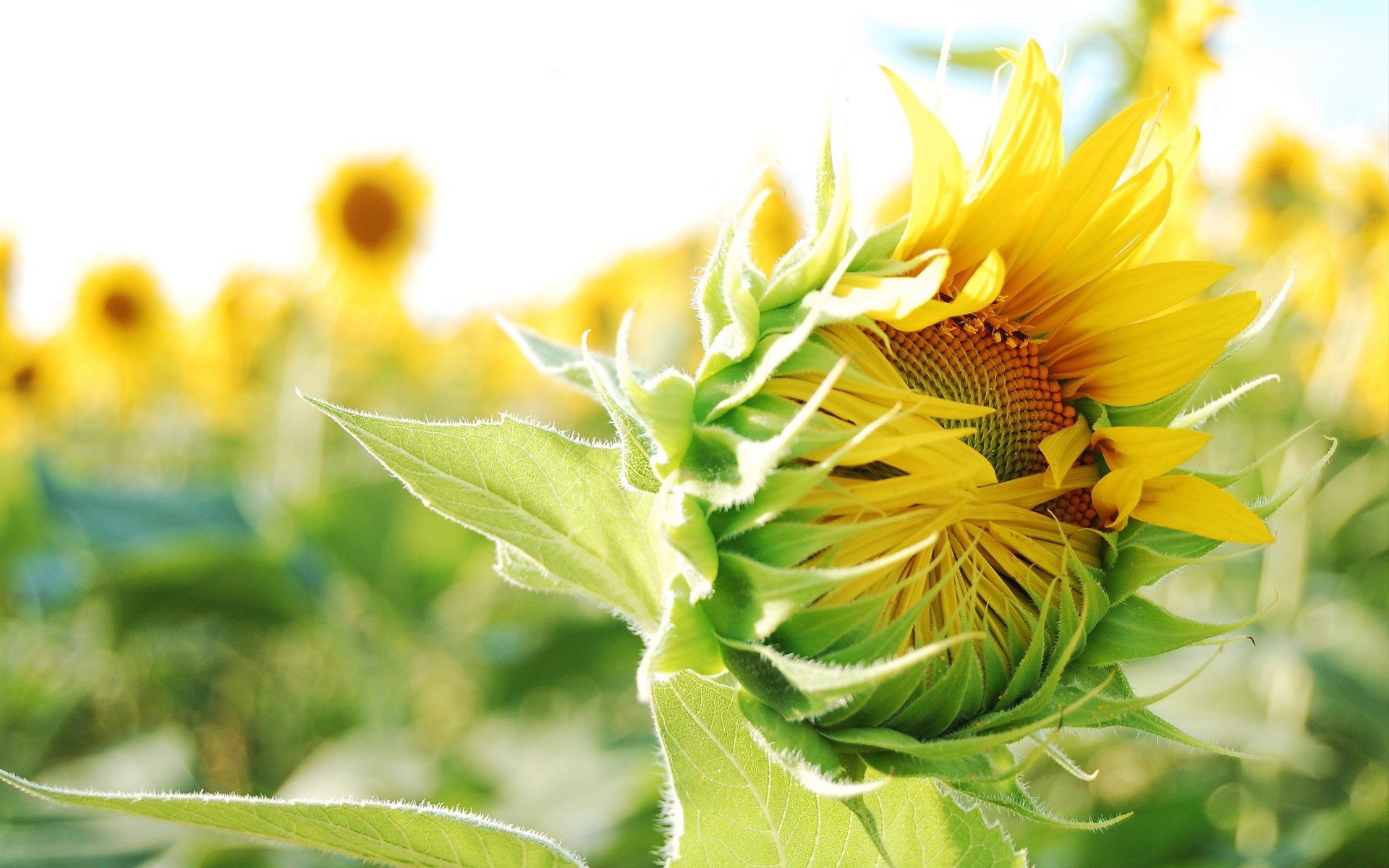 Téléchargez gratuitement l'image Fleur, Tournesol, Terre/nature sur le bureau de votre PC