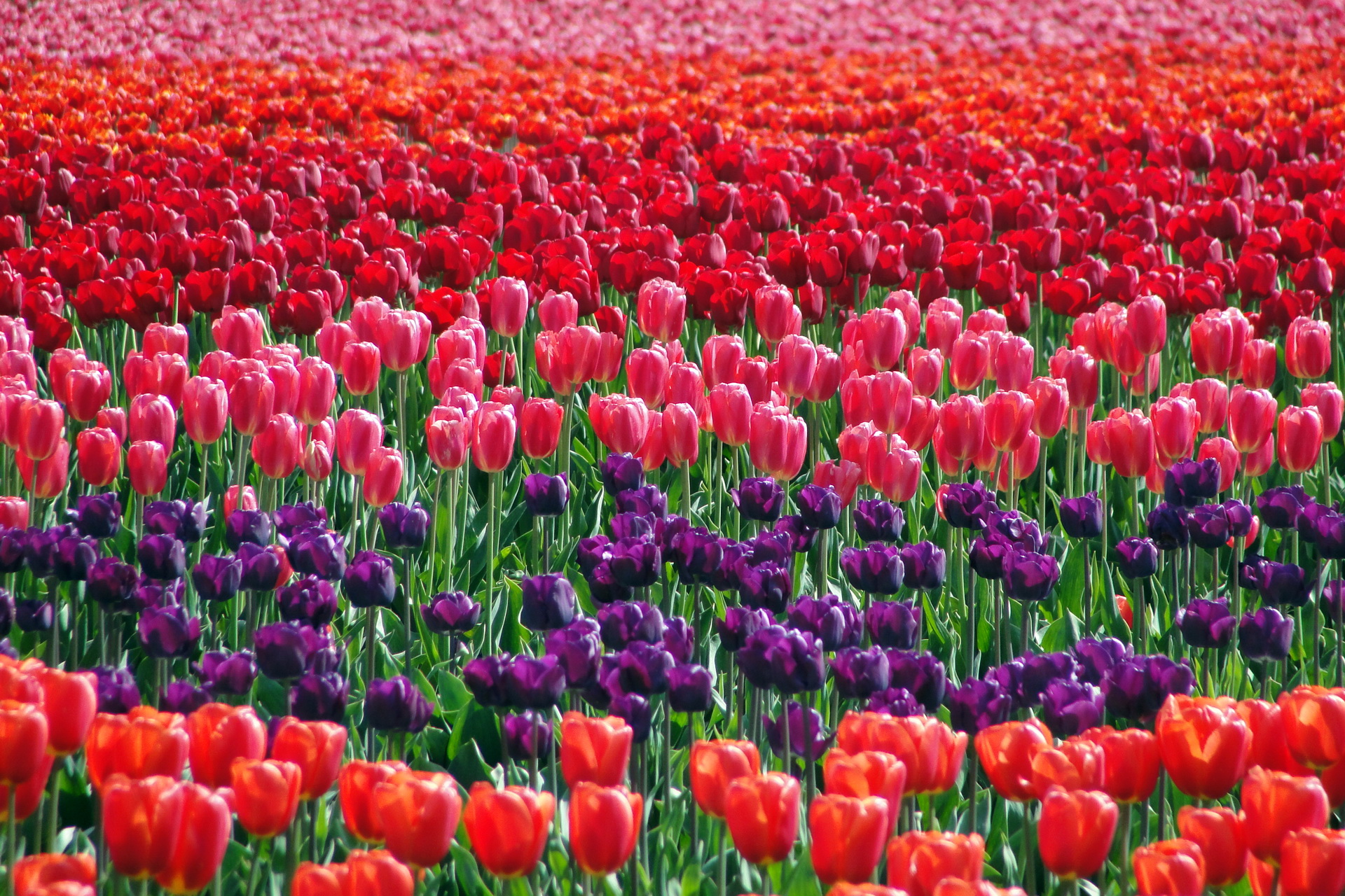 Free download wallpaper Flowers, Flower, Earth, Tulip on your PC desktop