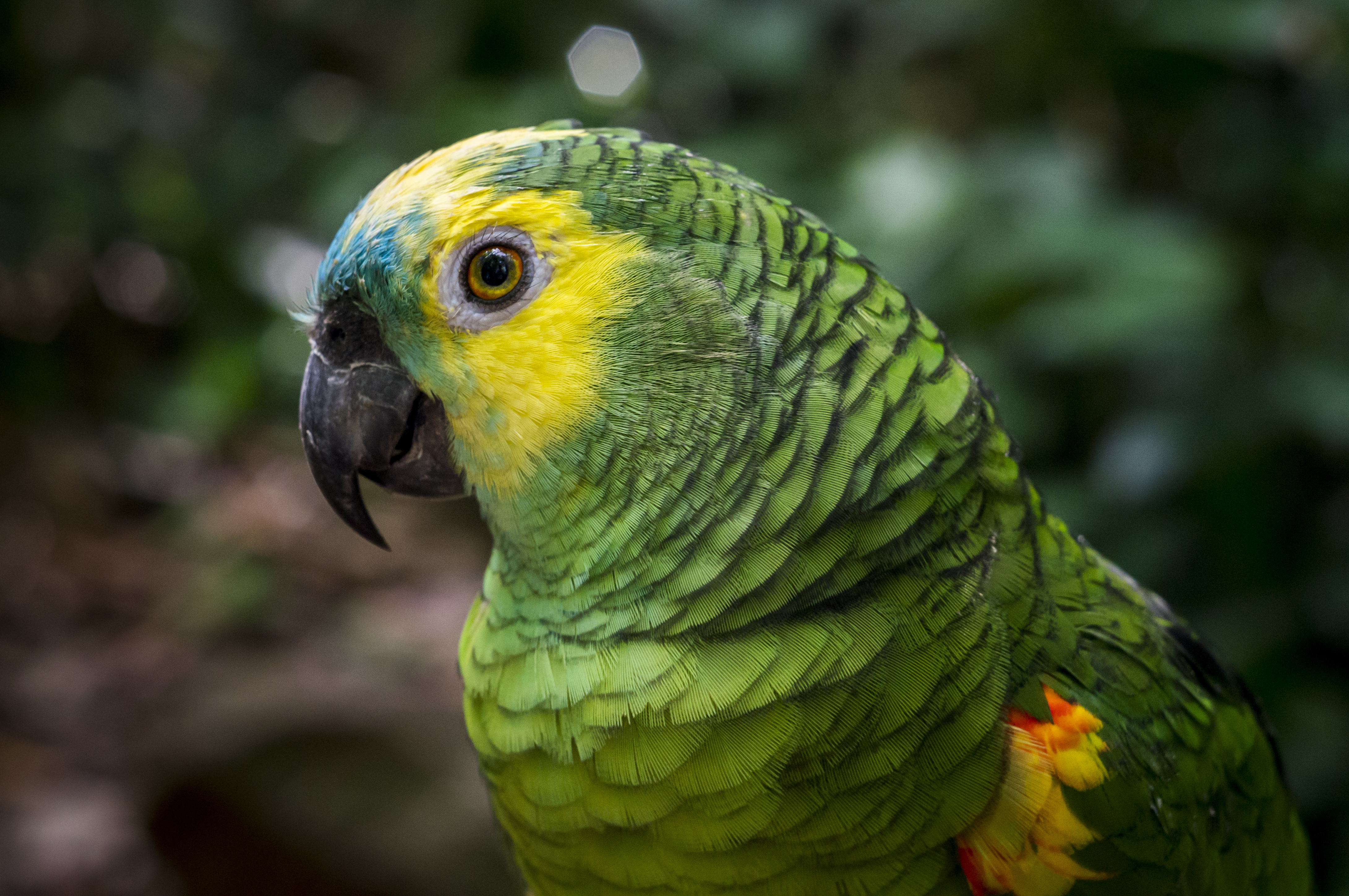Die besten Amazon Papagei-Hintergründe für den Telefonbildschirm