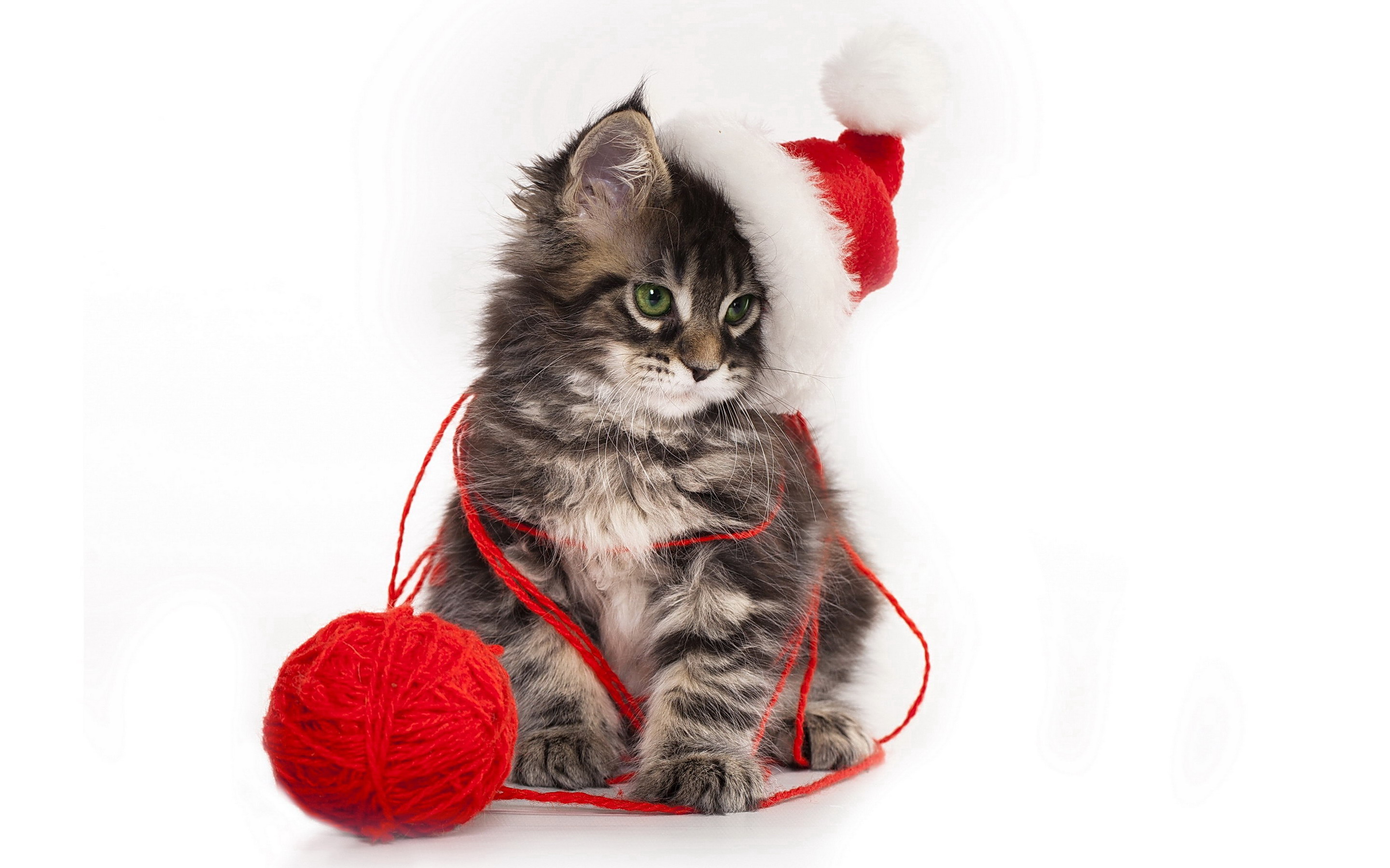 Free download wallpaper Cat, Kitten, Christmas, Animal, Cute, Santa Hat on your PC desktop