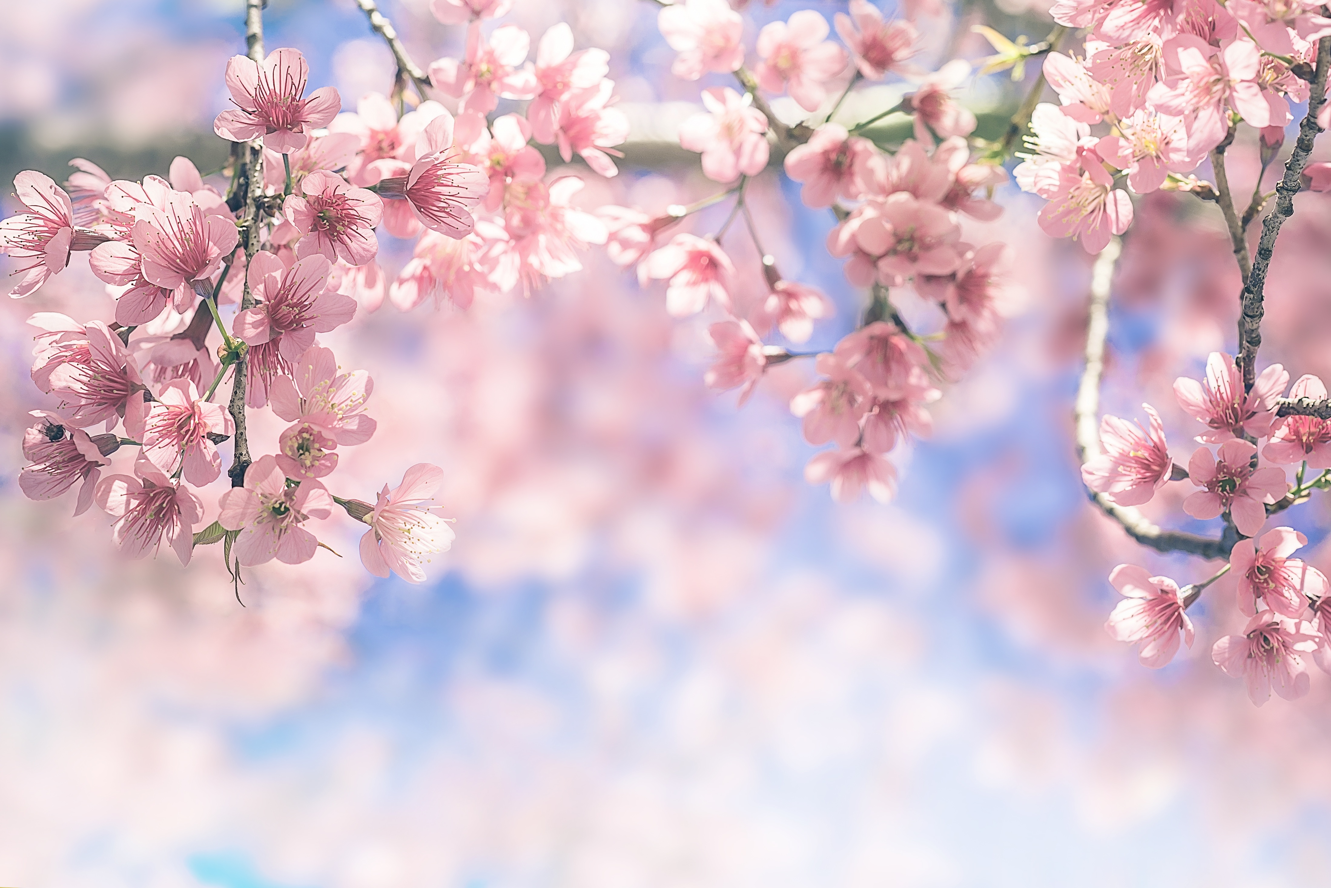 PCデスクトップに自然, フラワーズ, 花, 地球, ピンクの花画像を無料でダウンロード