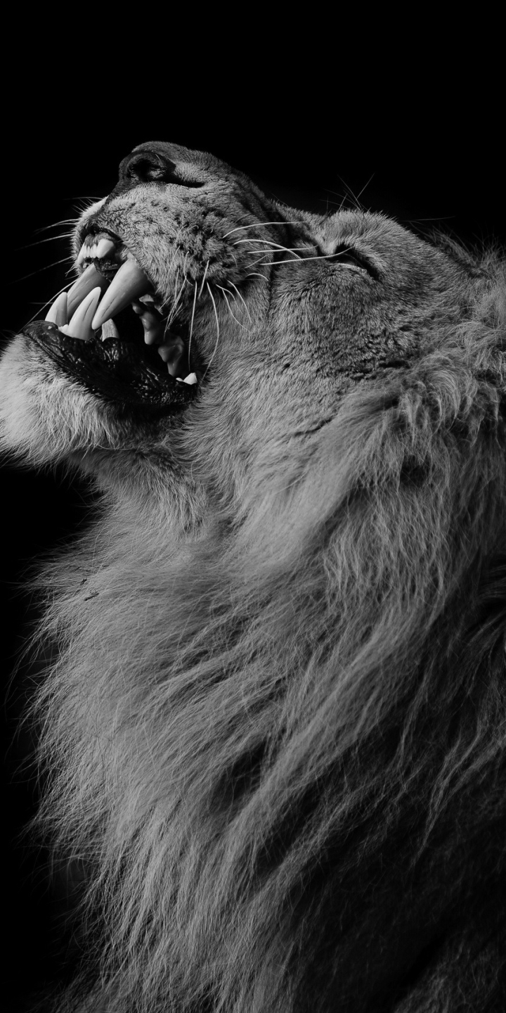 Download mobile wallpaper Cats, Lion, Animal, Black & White for free.